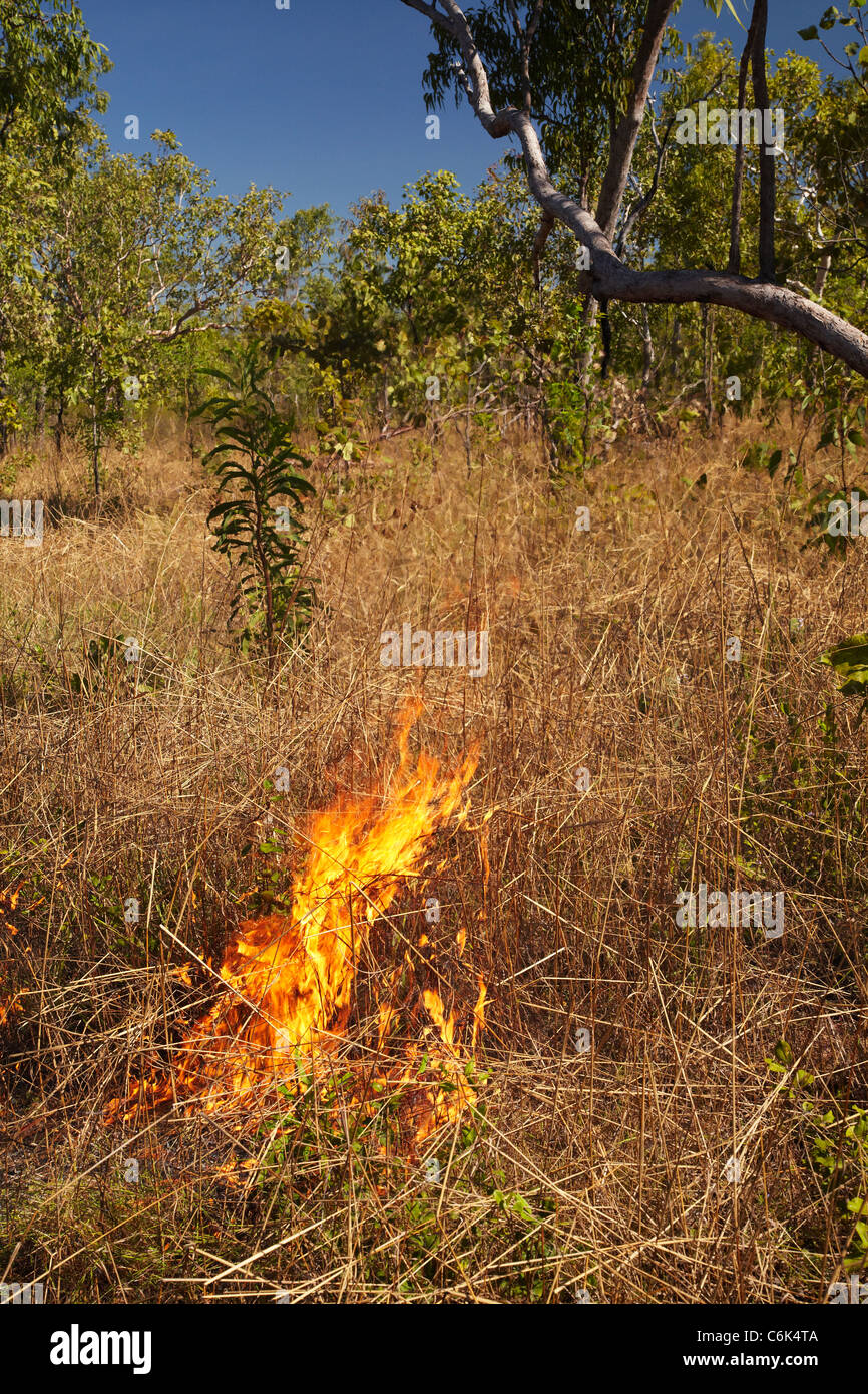 Grass Feuer, Kakadu-Nationalpark, Northern Territory, Australien Stockfoto