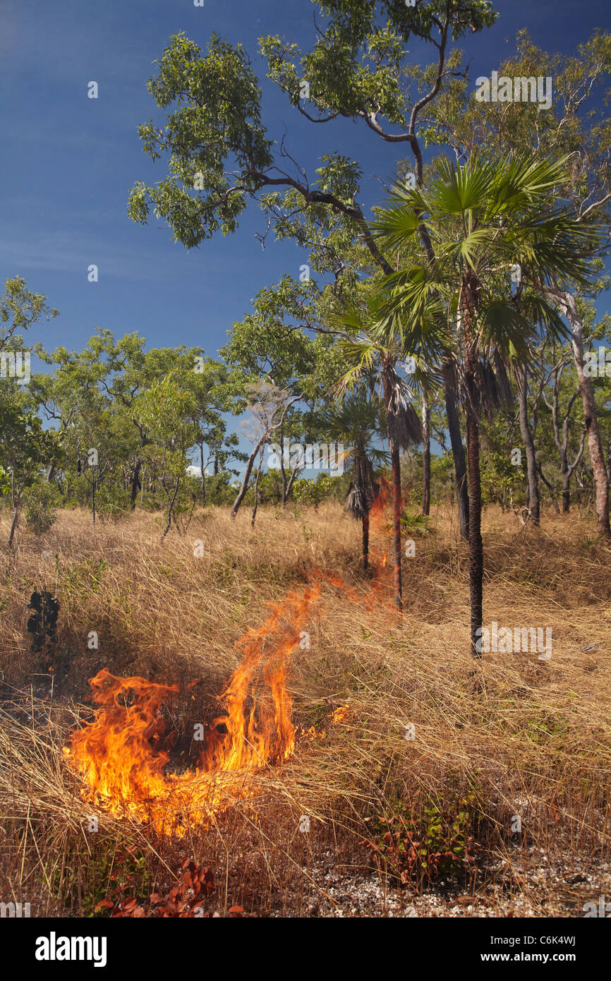 Grass Feuer, Kakadu-Nationalpark, Northern Territory, Australien Stockfoto