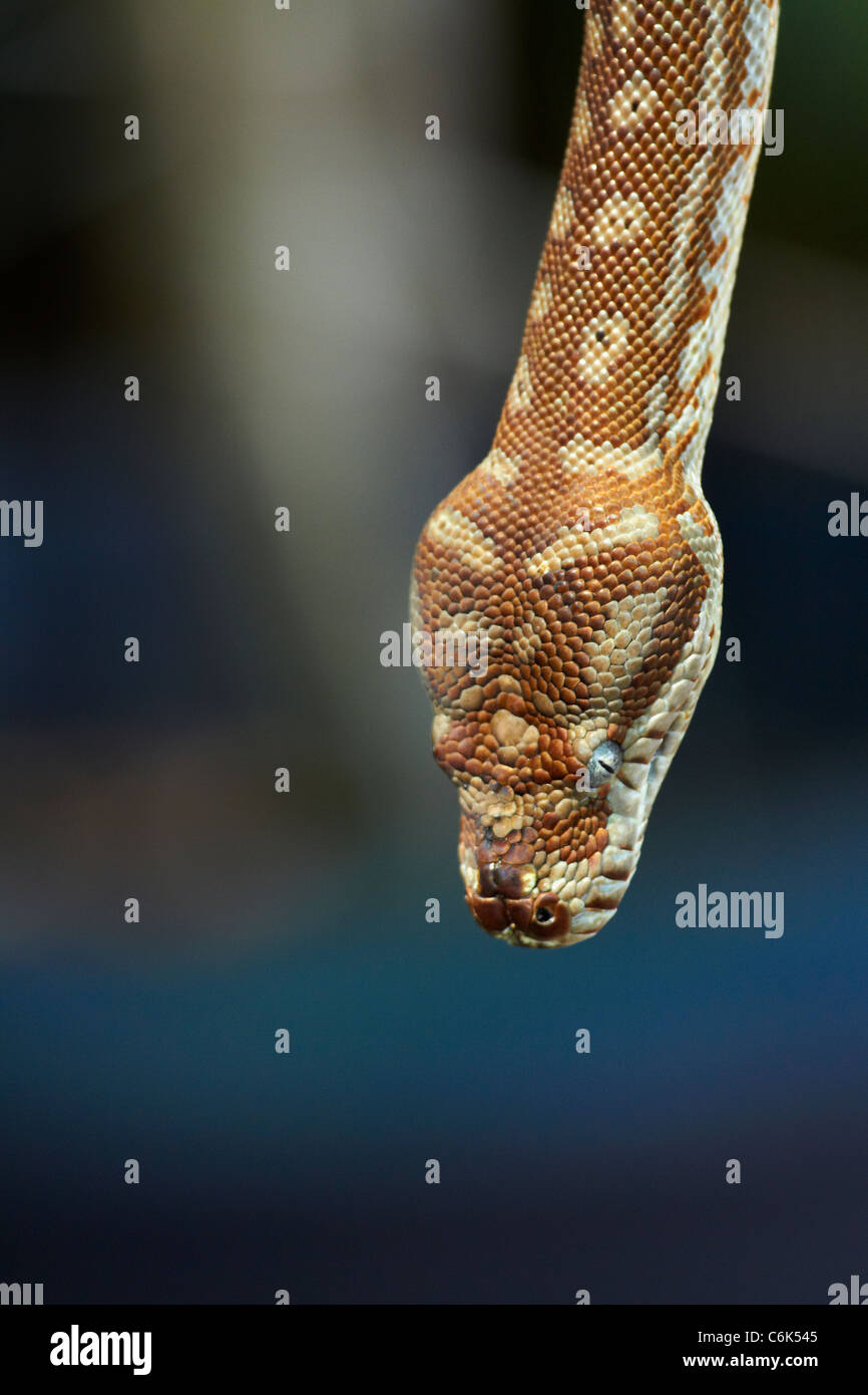 Python, Adelaide River, Northern Territory, Australien Stockfoto