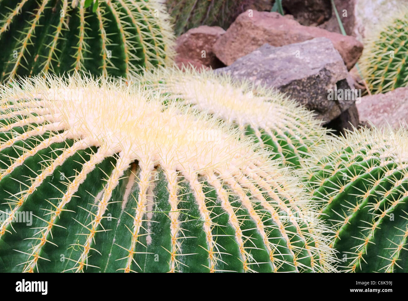 Kaktus Schwiegermuttersessel - Golden Barrel Cactus 02 Stockfoto