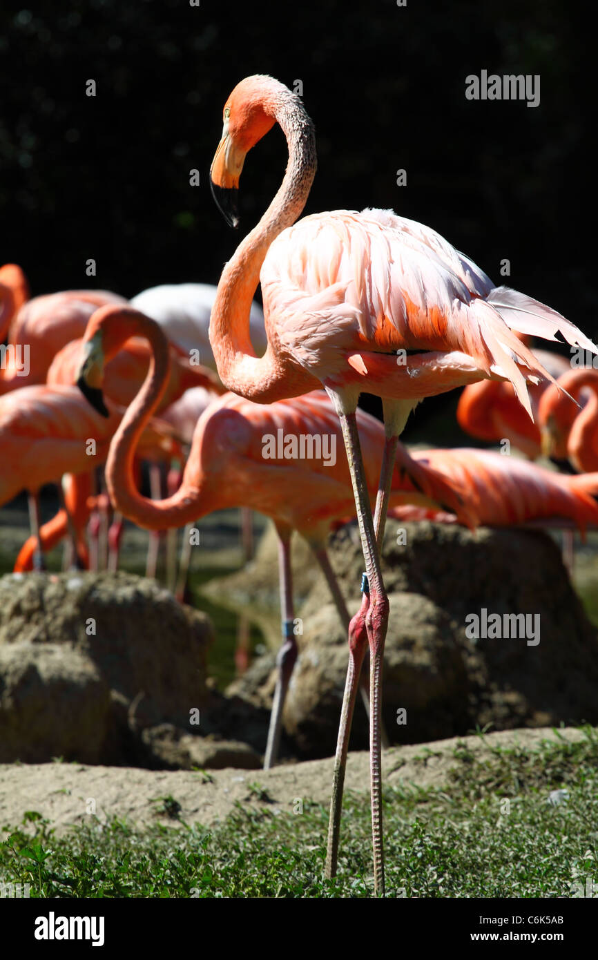 Porträt von der Karibik flamingo Stockfoto
