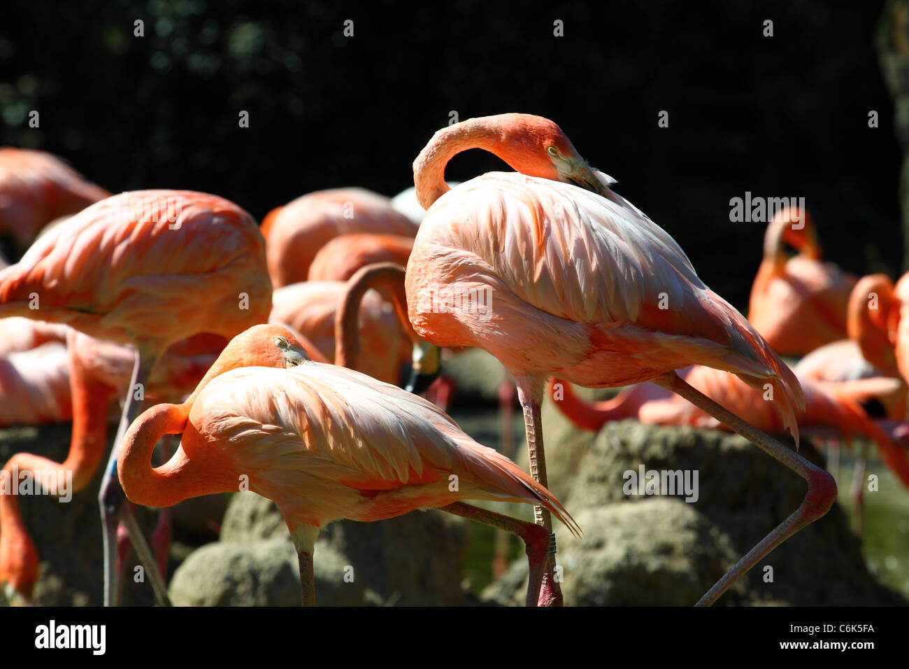 Porträt von der Karibik flamingo Stockfoto