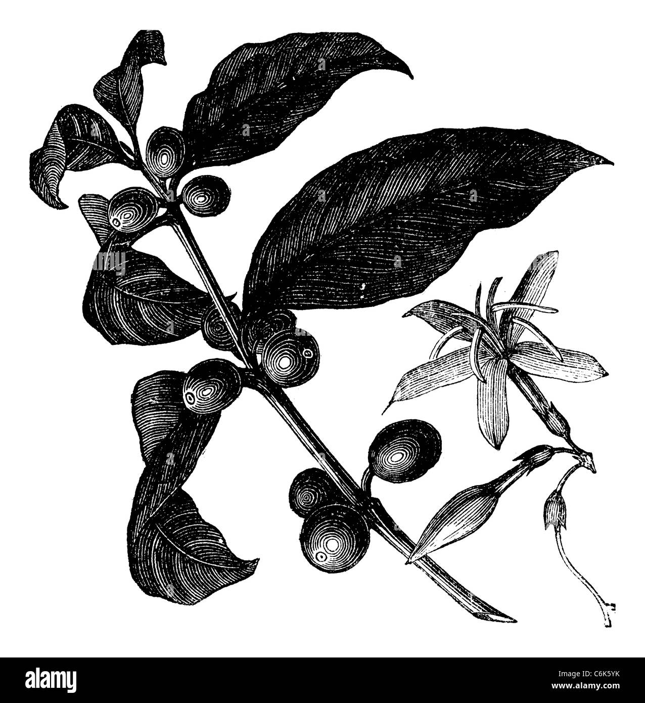 Kaffee-Strauch, Vintage-Gravur. Vintage graviert Abbildung von Kaffee, Samen und Blumen auf dem weißen Hintergrund isoliert. Stockfoto