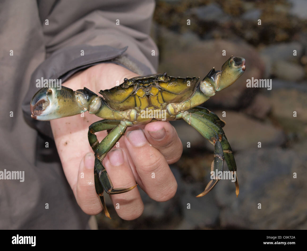 Common Shore Crab in jungen Hand. UK Stockfoto