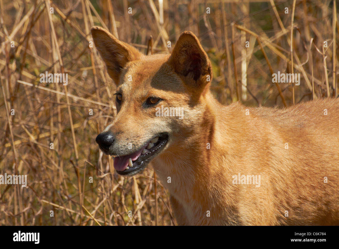 Dingo (Canis Lupus Dingo), Kakadu-Nationalpark, Northern Territory, Australien Stockfoto