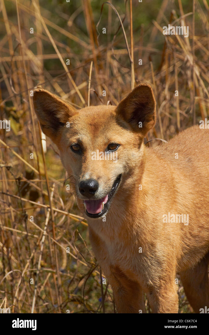 Dingo (Canis Lupus Dingo), Kakadu-Nationalpark, Northern Territory, Australien Stockfoto