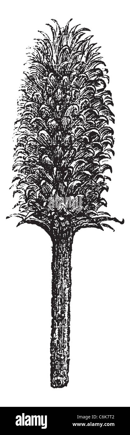 Blume und Leiter von einer Karde Fuller oder Blume und Leiter der Dipsacus Fullonum Vintage Gravur. Stockfoto