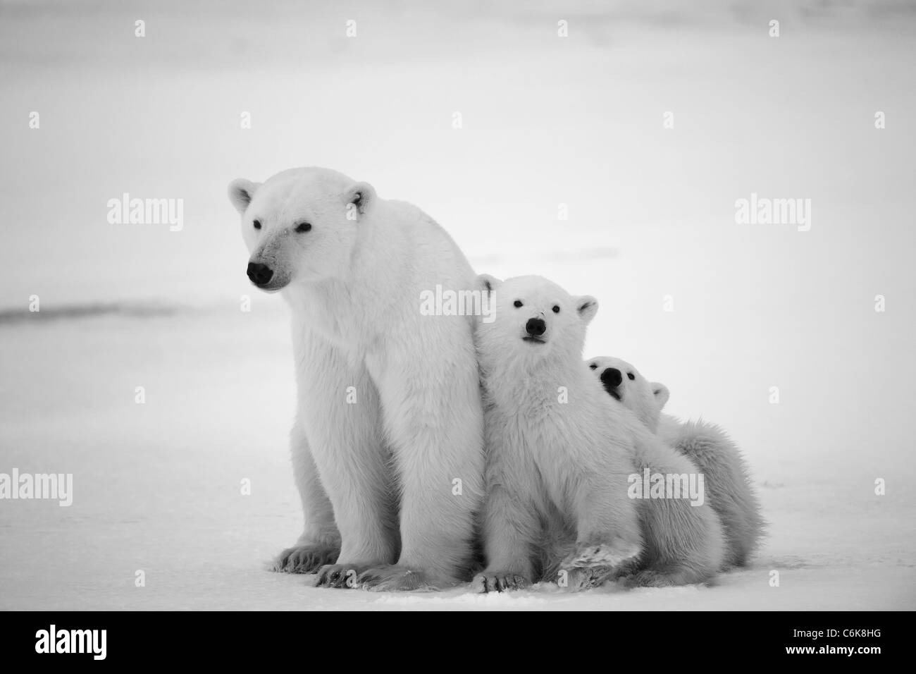 Weiße Bärin mit jungen. Eine Polar Bärin mit zwei kleinen Bärenjungen. Rund um Schnee. Schwarz / weiß Foto. Stockfoto