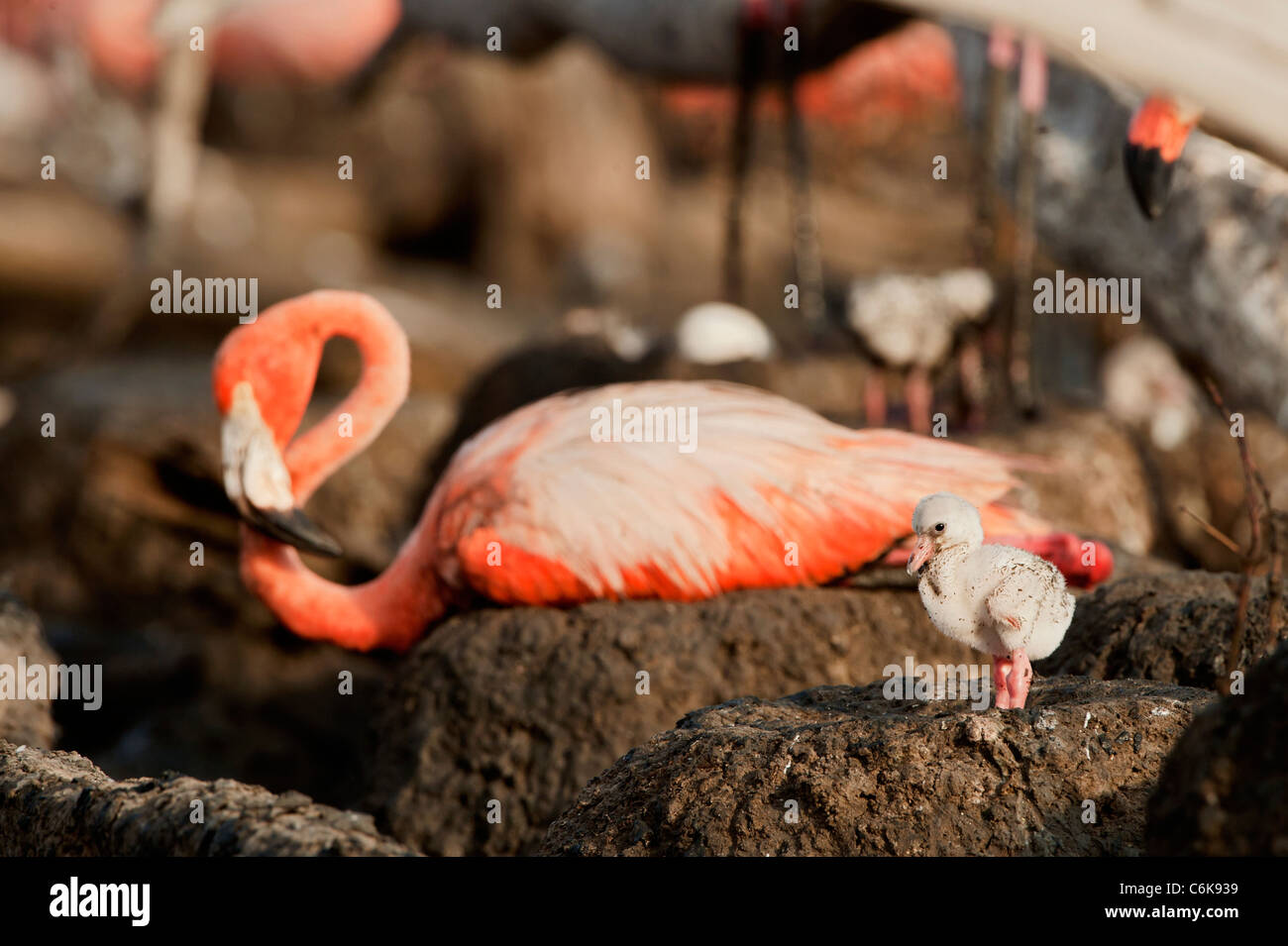 Flamingo im Nest mit jungen. Stockfoto
