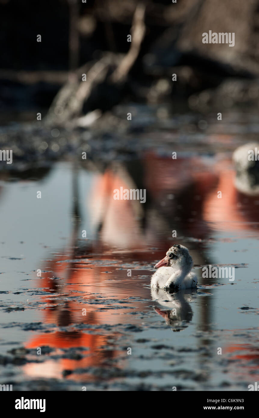 Baby-Vogel von der Karibik Flamingo. Ein warmes und wohliges Babyvogel von der Karibik Flamingo an Nestern. Stockfoto