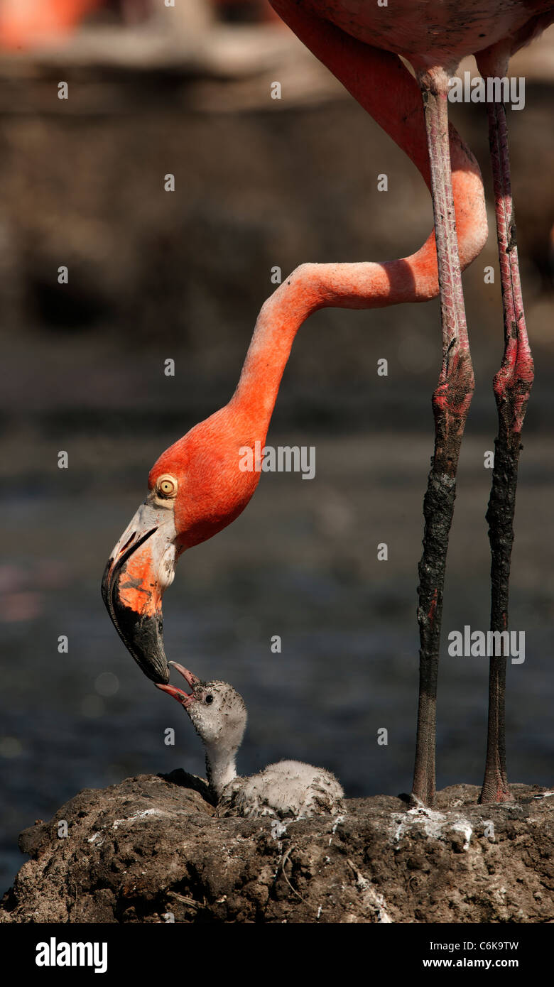 Baby-Vogel von der Karibik Flamingo. Ein warmes und wohliges Babyvogel von der Karibik Flamingo in der Nähe der Eltern. Stockfoto