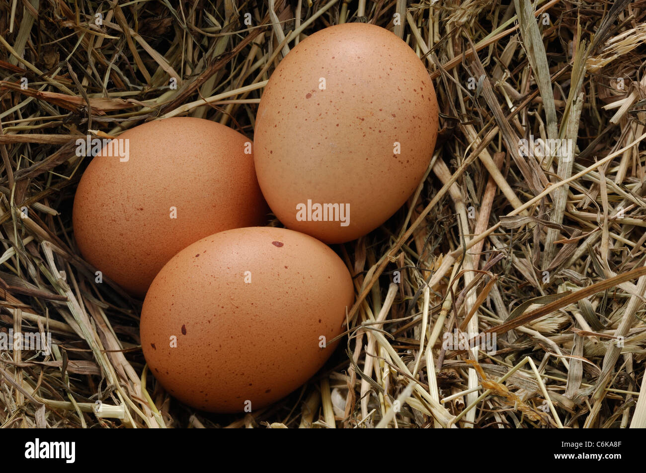 Nest mit Eiern Stockfoto