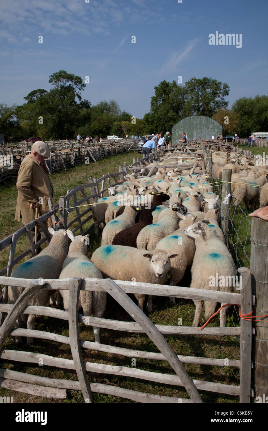 Landwirt Beurteilung Schafe zur Versteigerung an Honeybourne Schafe Markt August 2011 Worcestershire UK Stockfoto