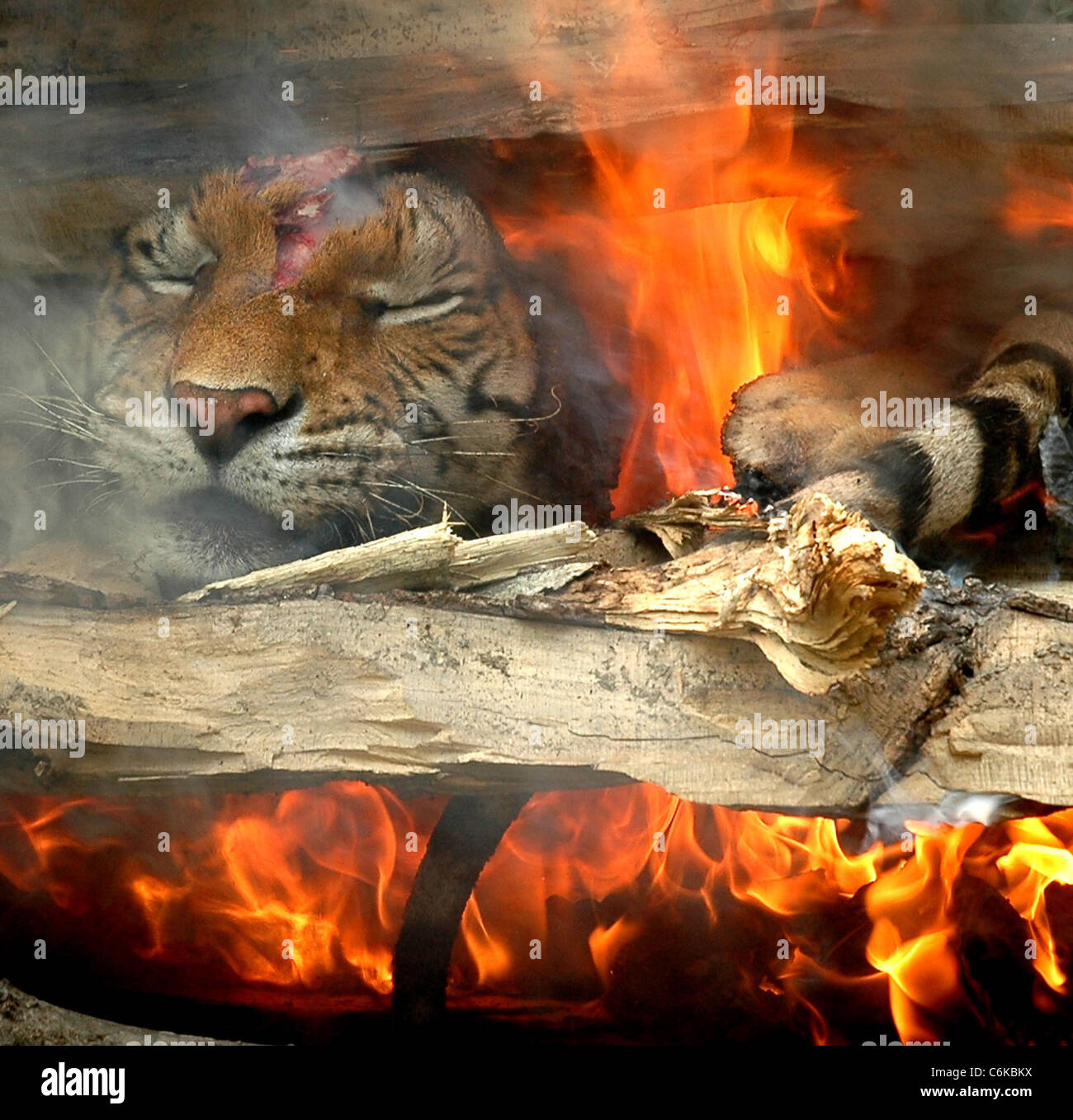 TIGER Flammen den Körper von den 4 Jahre alten männlichen Royal Bengal Tiger 'Freude' in Assam State Zoo und botanischen Garten verbrannt ist Stockfoto