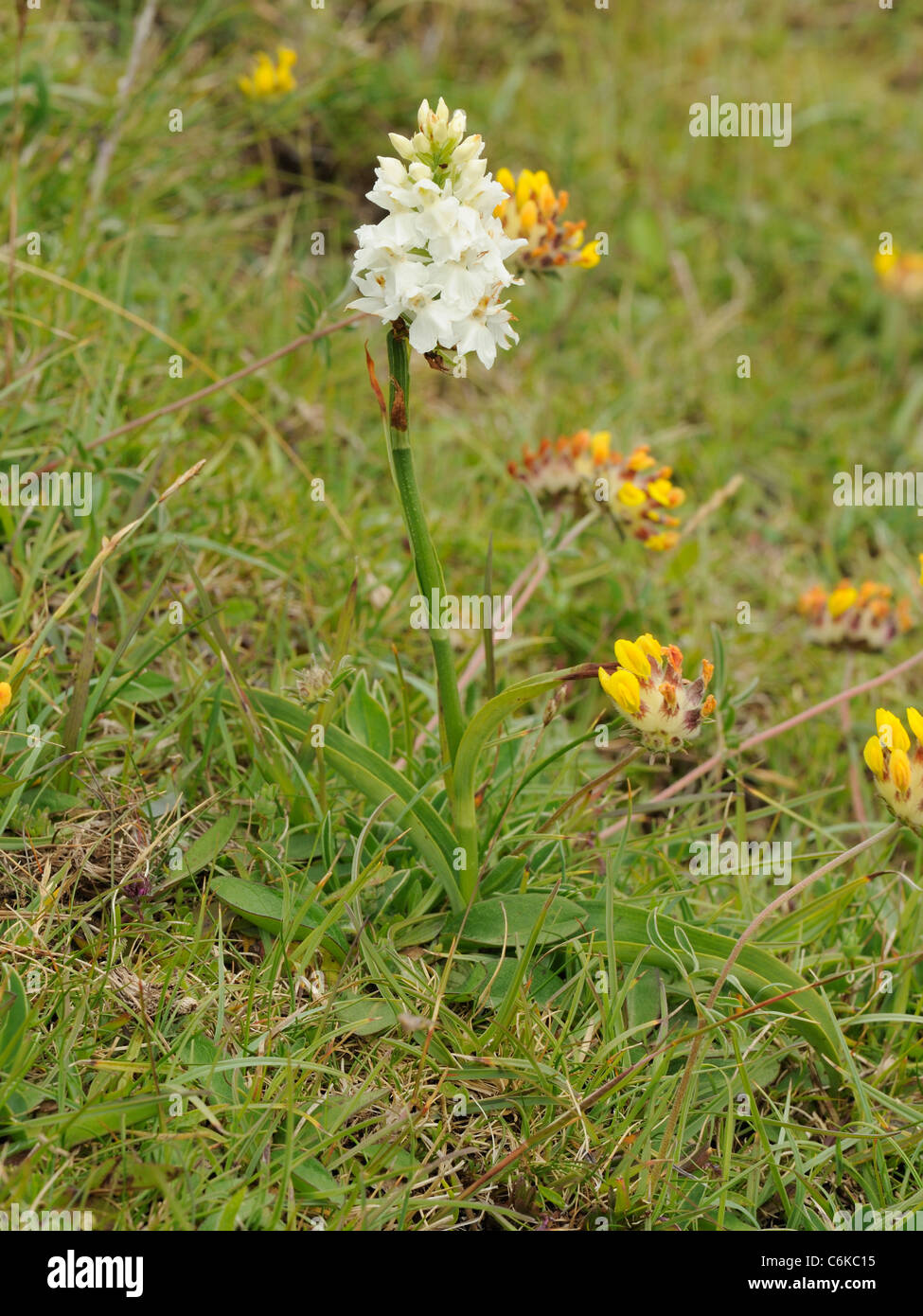 Gemeinsamen Spotted-Orchidee, Dactylorhiza fuchsii Stockfoto