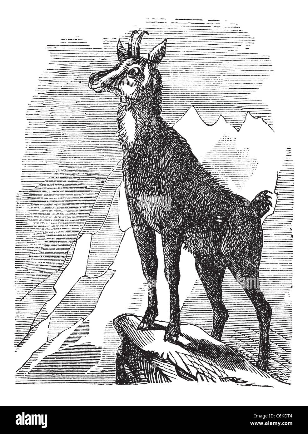 Gämse Rupicapra Rupicapra oder magische Rupicapra Vintage Gravur. Alten graviert Außenillustration eine Gämse. Stockfoto