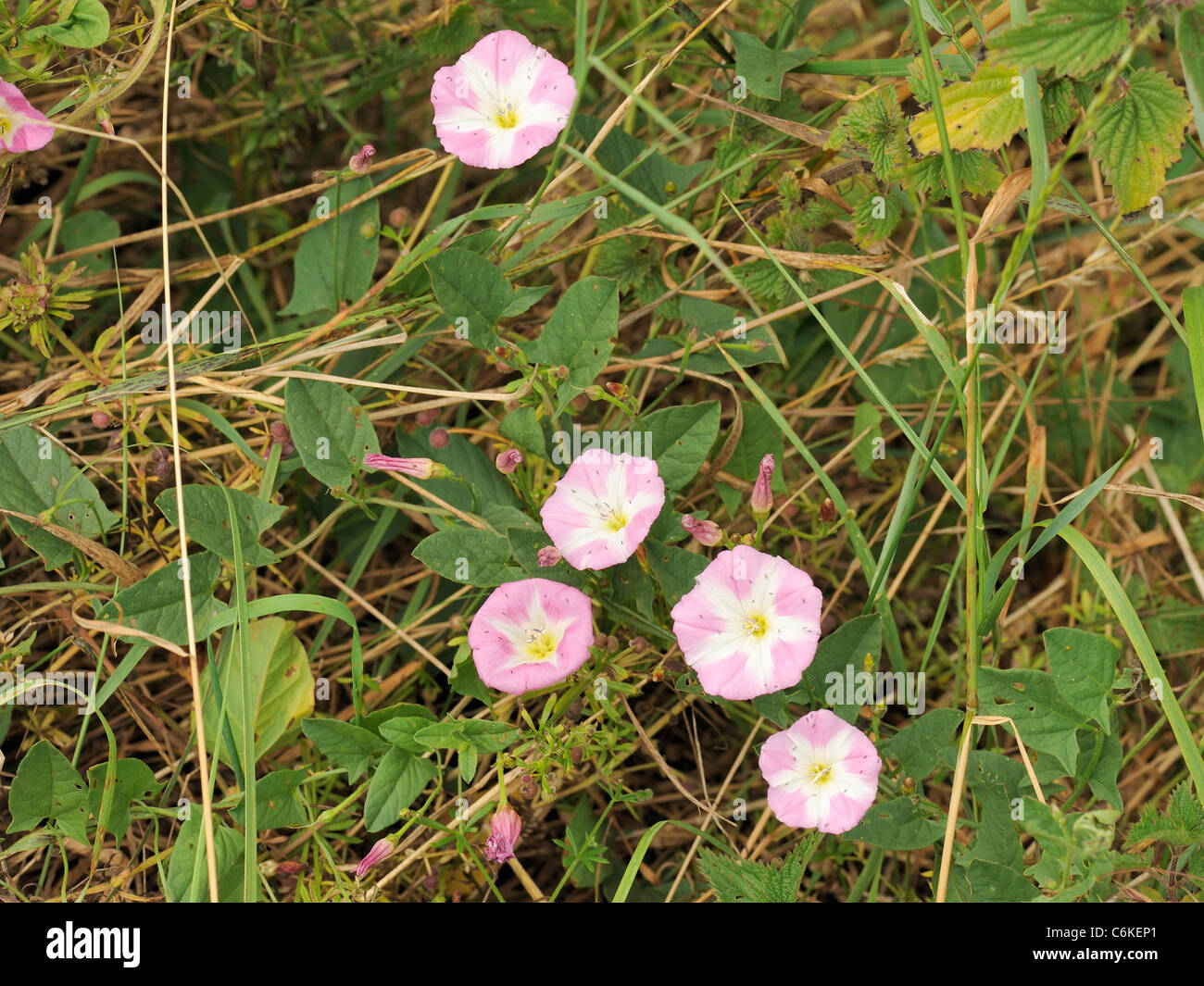 Feld Ackerwinde Convolvulus arvensis Stockfoto