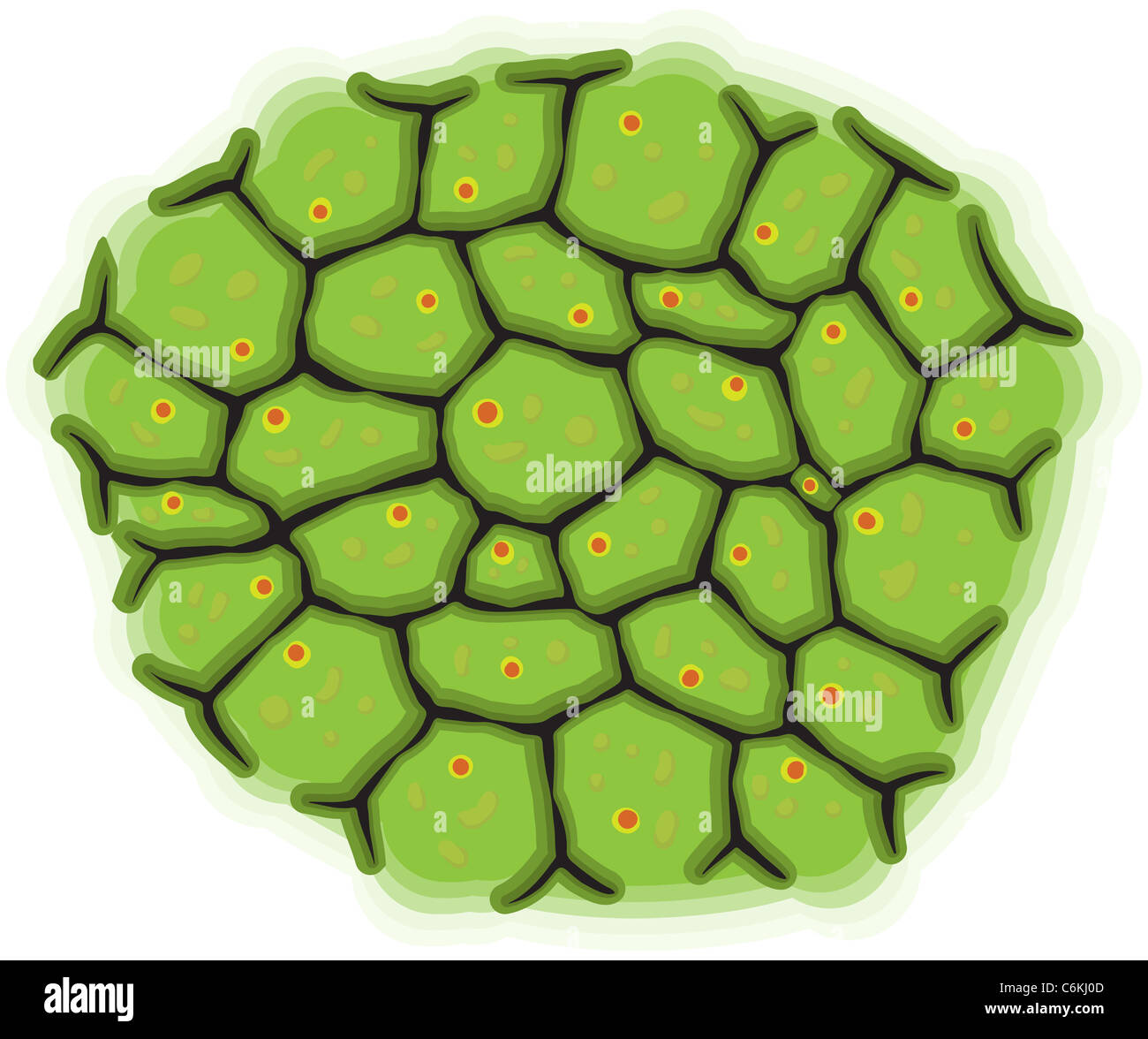 Illustration - eine schematische Darstellung der lebenden Zellen Stockfoto