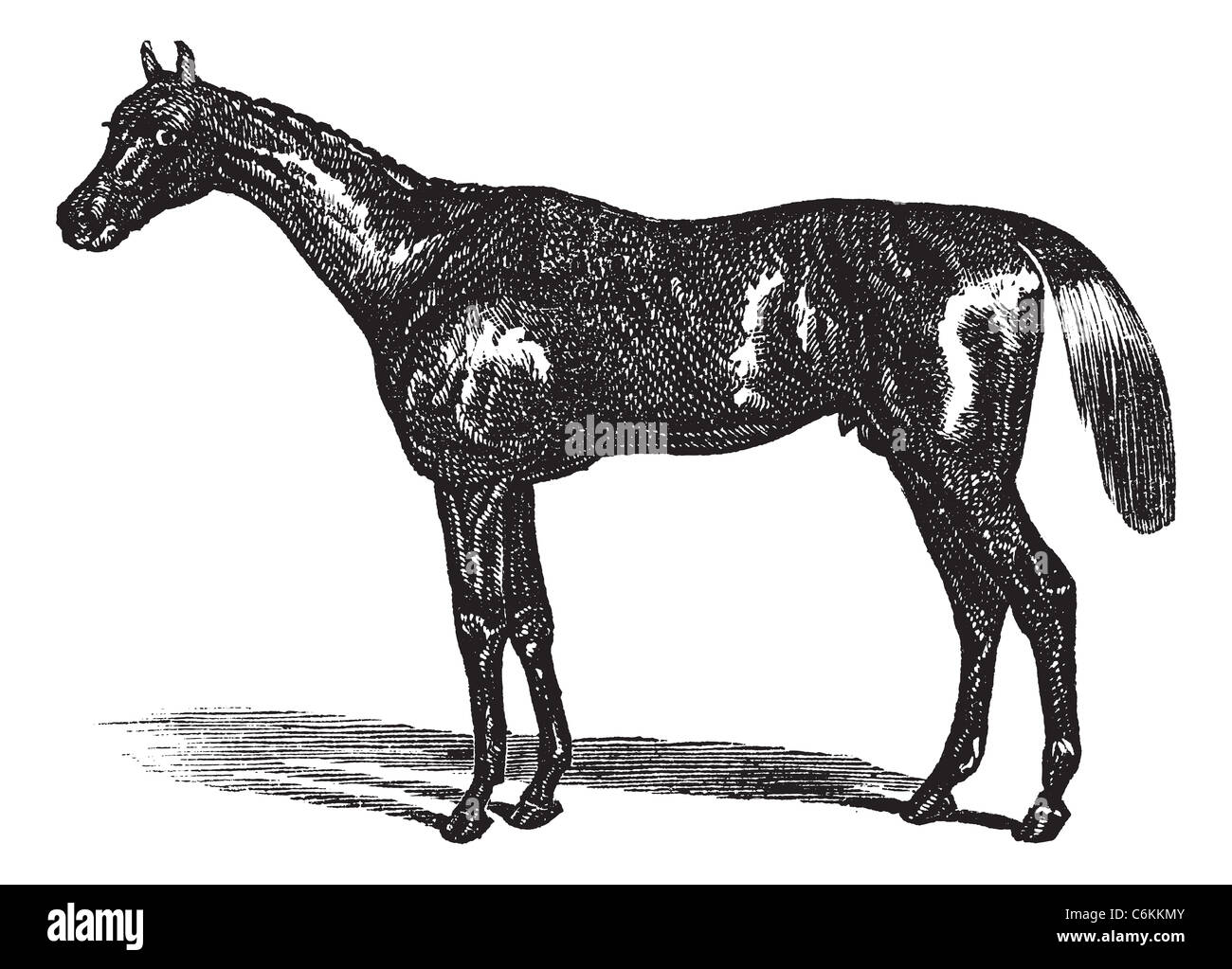 Vollblut oder Equus Ferus Caballus, Vintage-Gravur. Alten graviert Außenillustration ein Vollblut. Stockfoto
