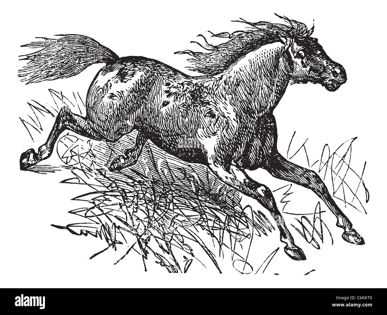 Mustang oder wilden Pferd, Vintage Gravur. Alten graviert Abbildung von einem Mustang. Stockfoto