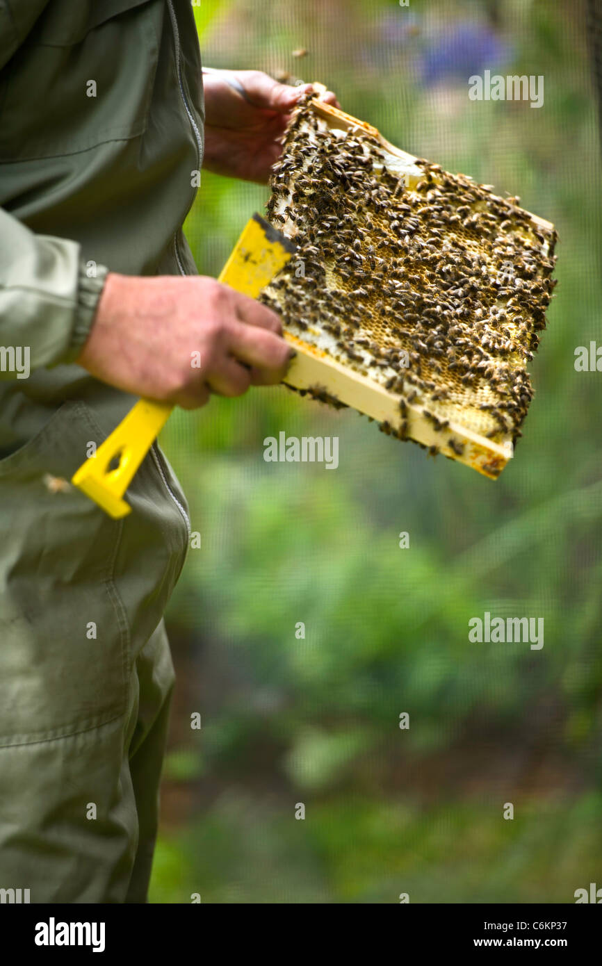 Bienenzucht Stockfoto