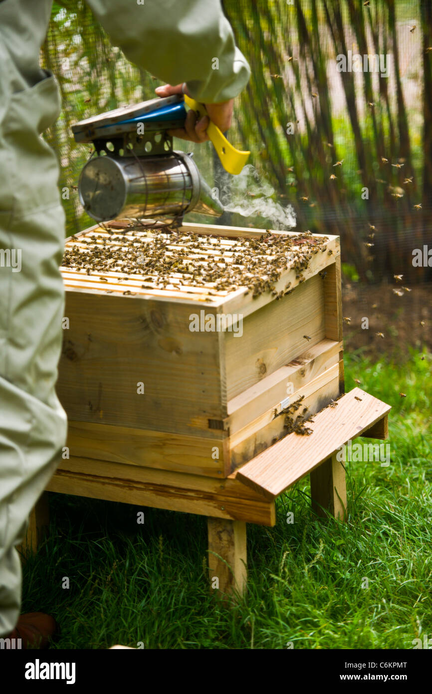 Bienenzucht Stockfoto