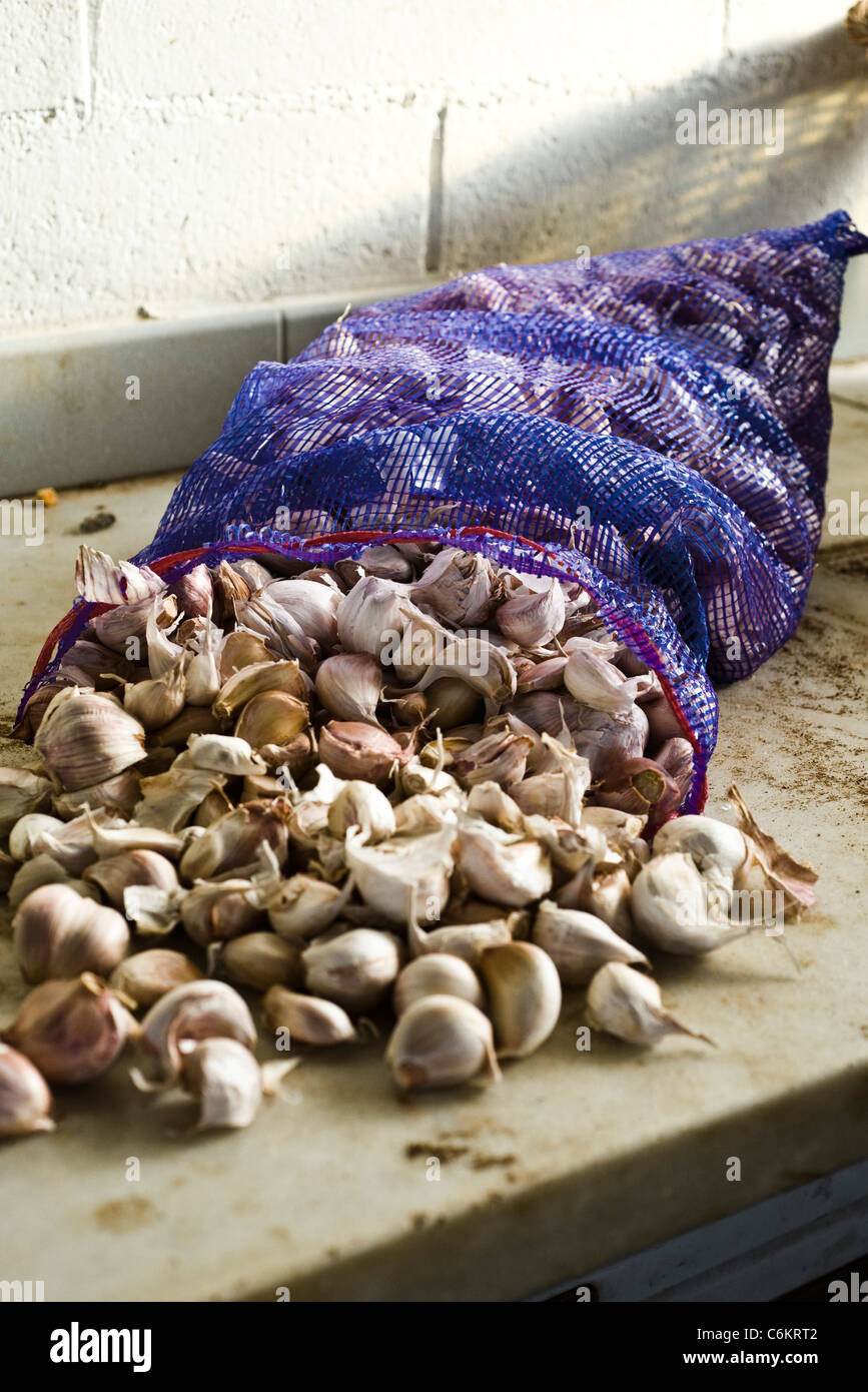 Frischer Knoblauch aus Tasche Stockfoto