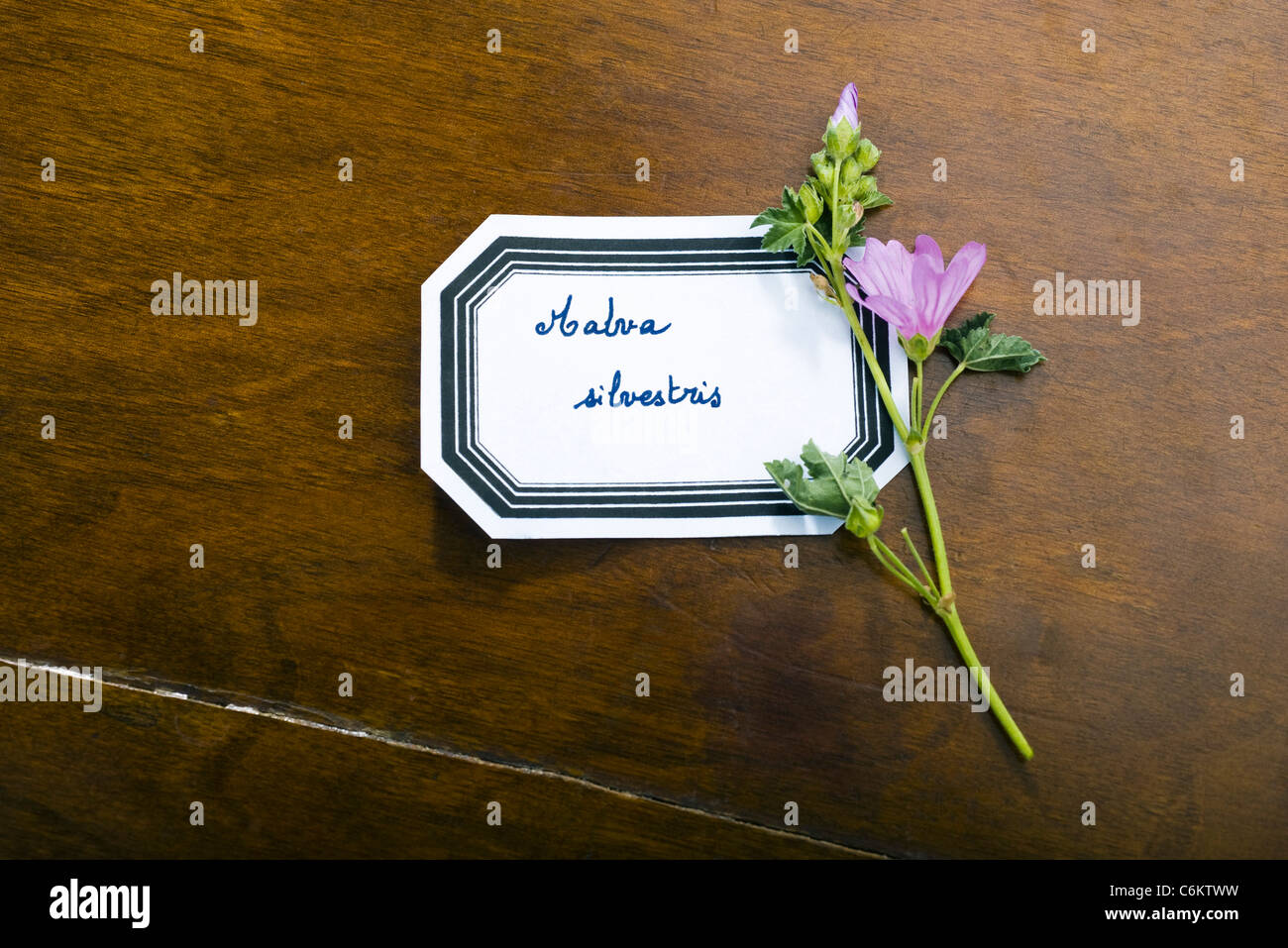 Malve (Malva Sylvestris) Stockfoto