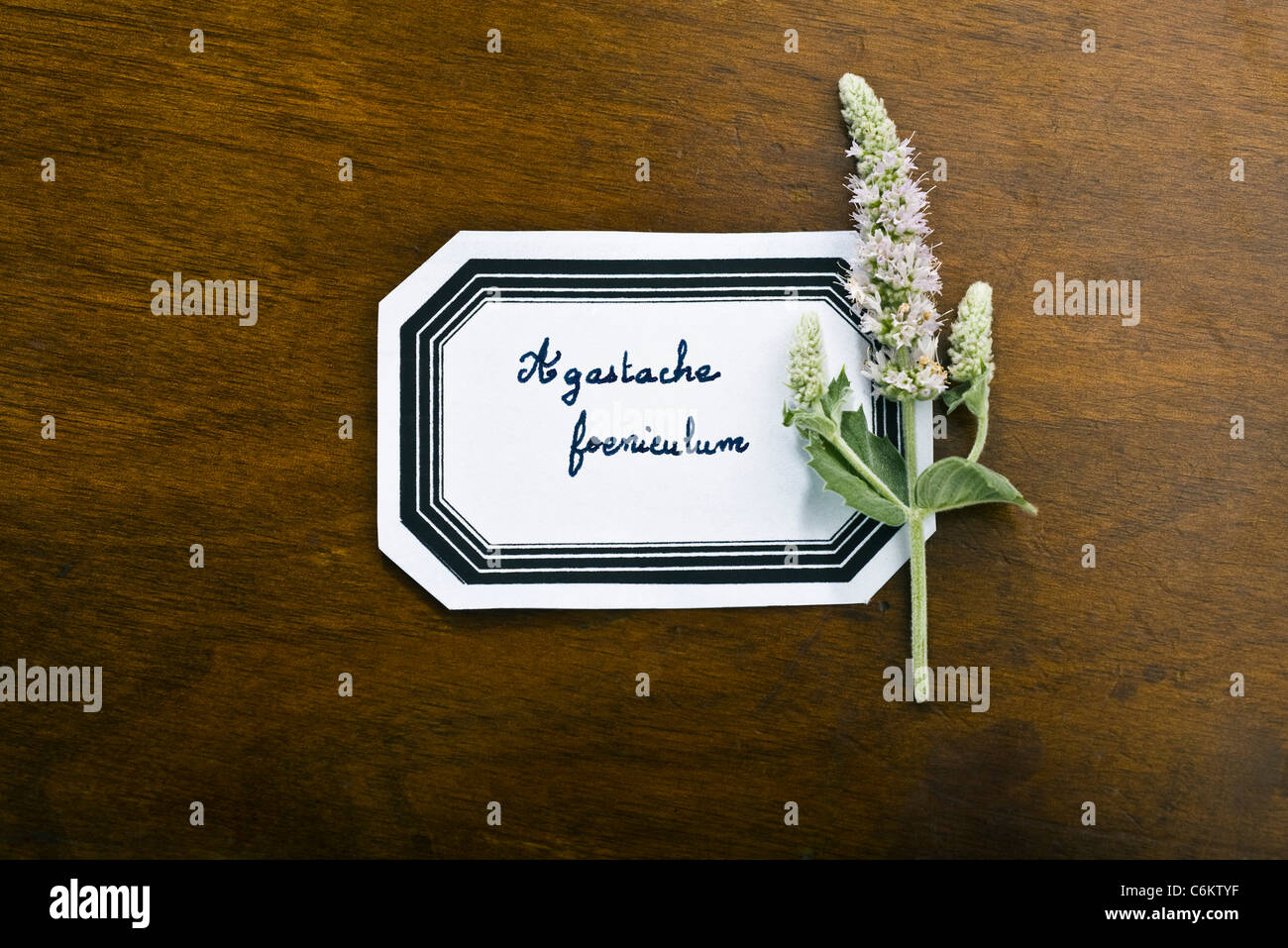 Anis-Ysop (Wildform Foeniculum) Stockfoto