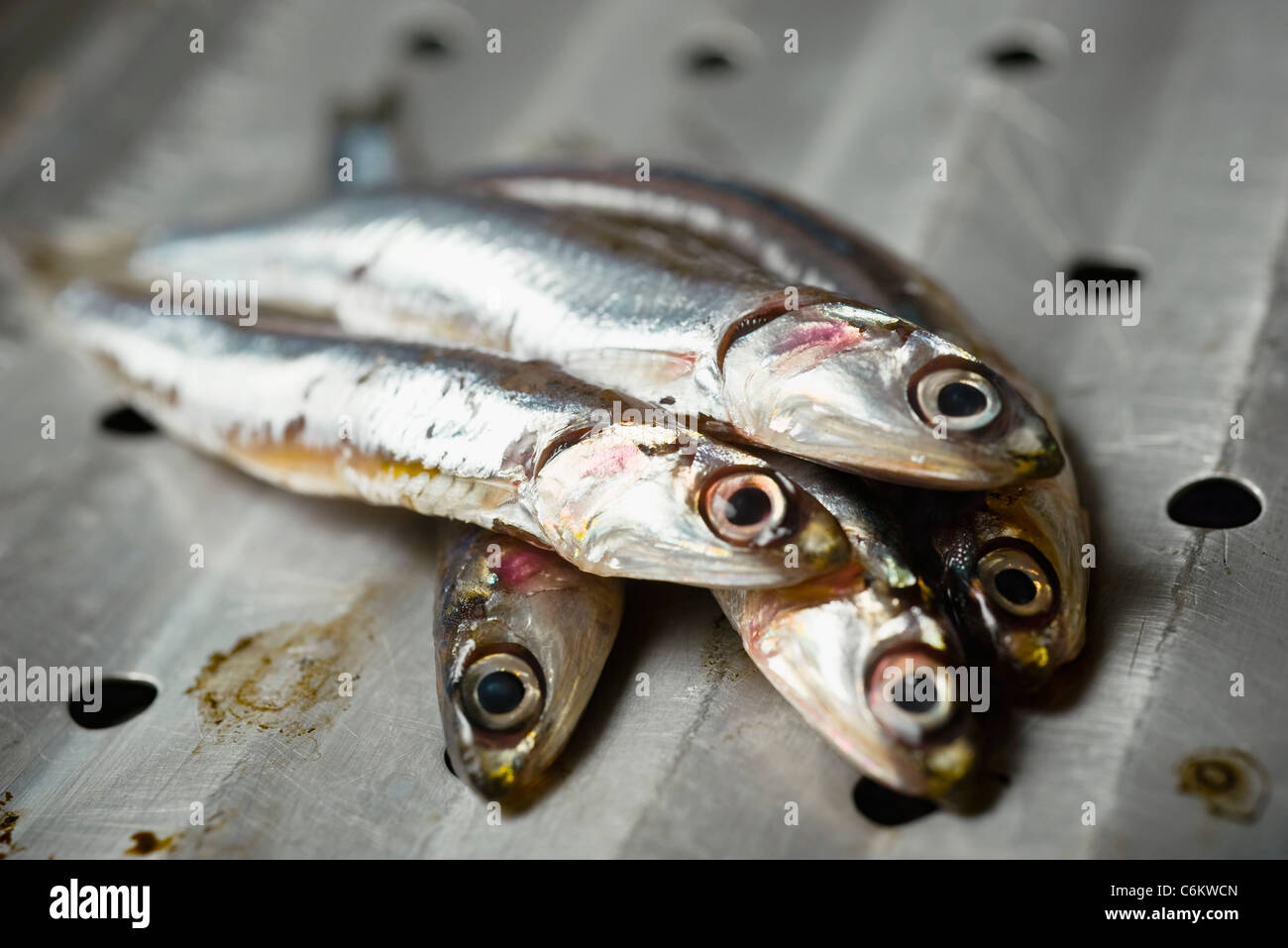 Frische Rohe Sardellen Stockfotografie Alamy frische-rohe-sardellen-stockfotografie-alamy