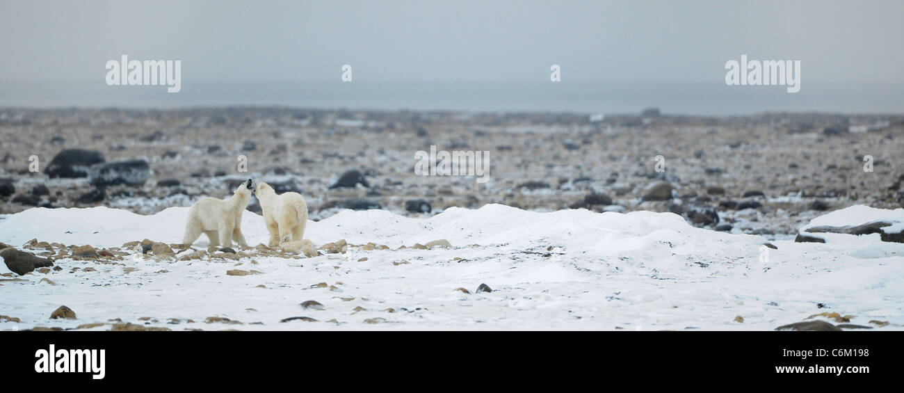Zwei Eisbären zusammengekommen und spielen am Ufer des Meeres. Stockfoto