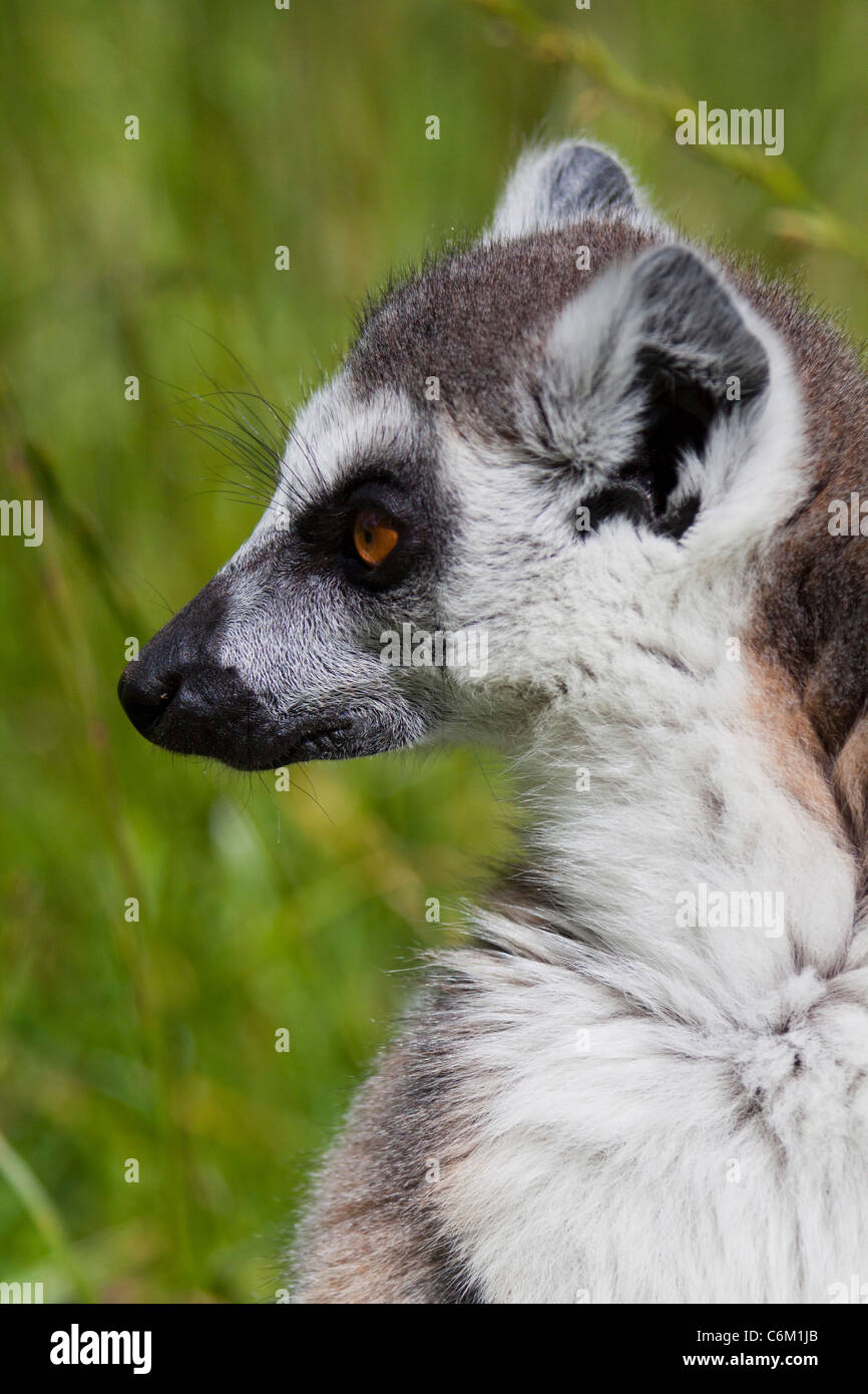 Lemuren (Lemur Catta) aus Madagascaron Rasen, Sonnenbaden. orangefarbene Augen 116489 ManorHouse Stockfoto