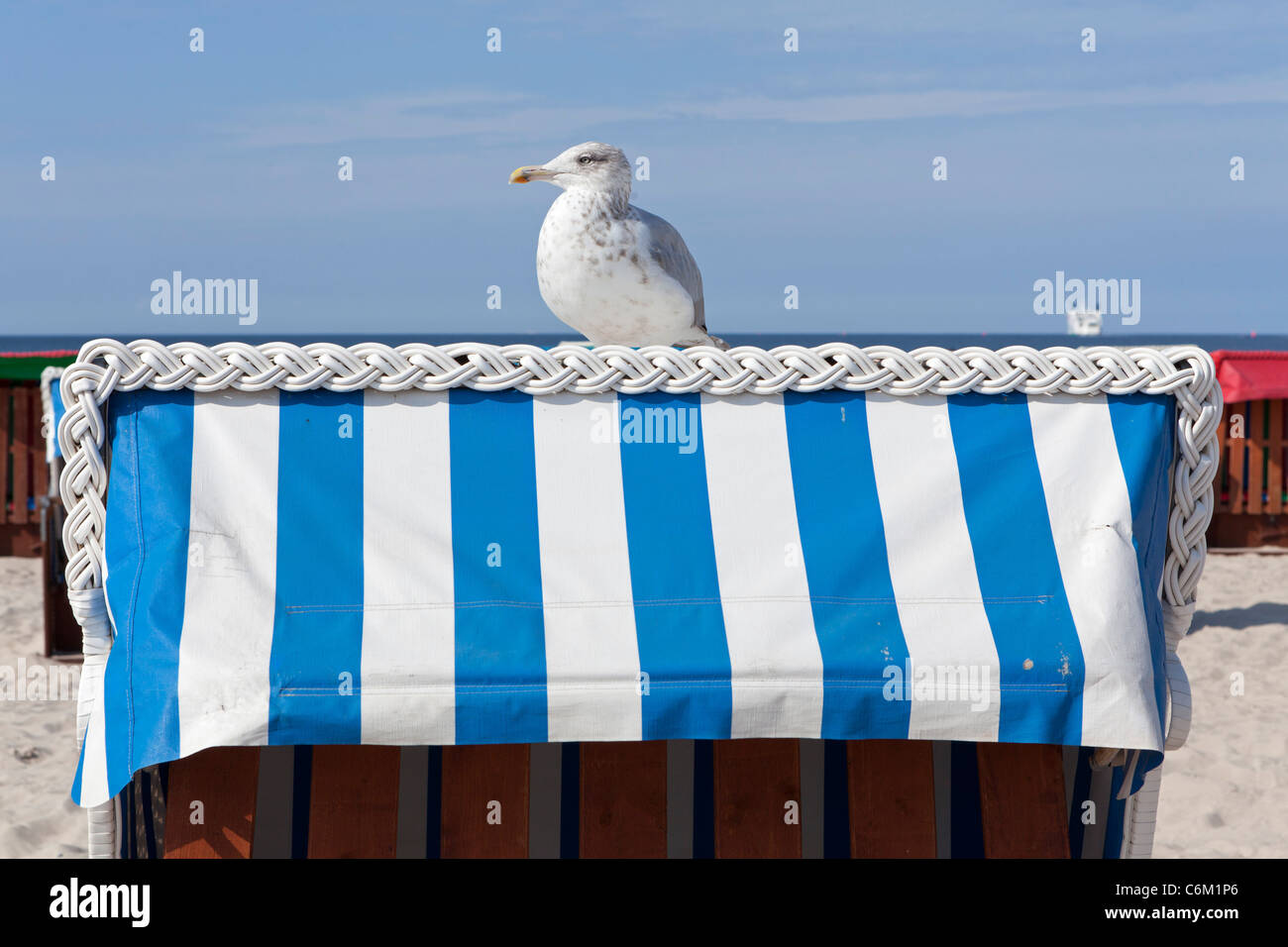 Möwe auf einem Korb Stuhl, Warnemünde, Rostock, Ostseeküste, Mecklenburg-West Pomerania, Deutschland Stockfoto