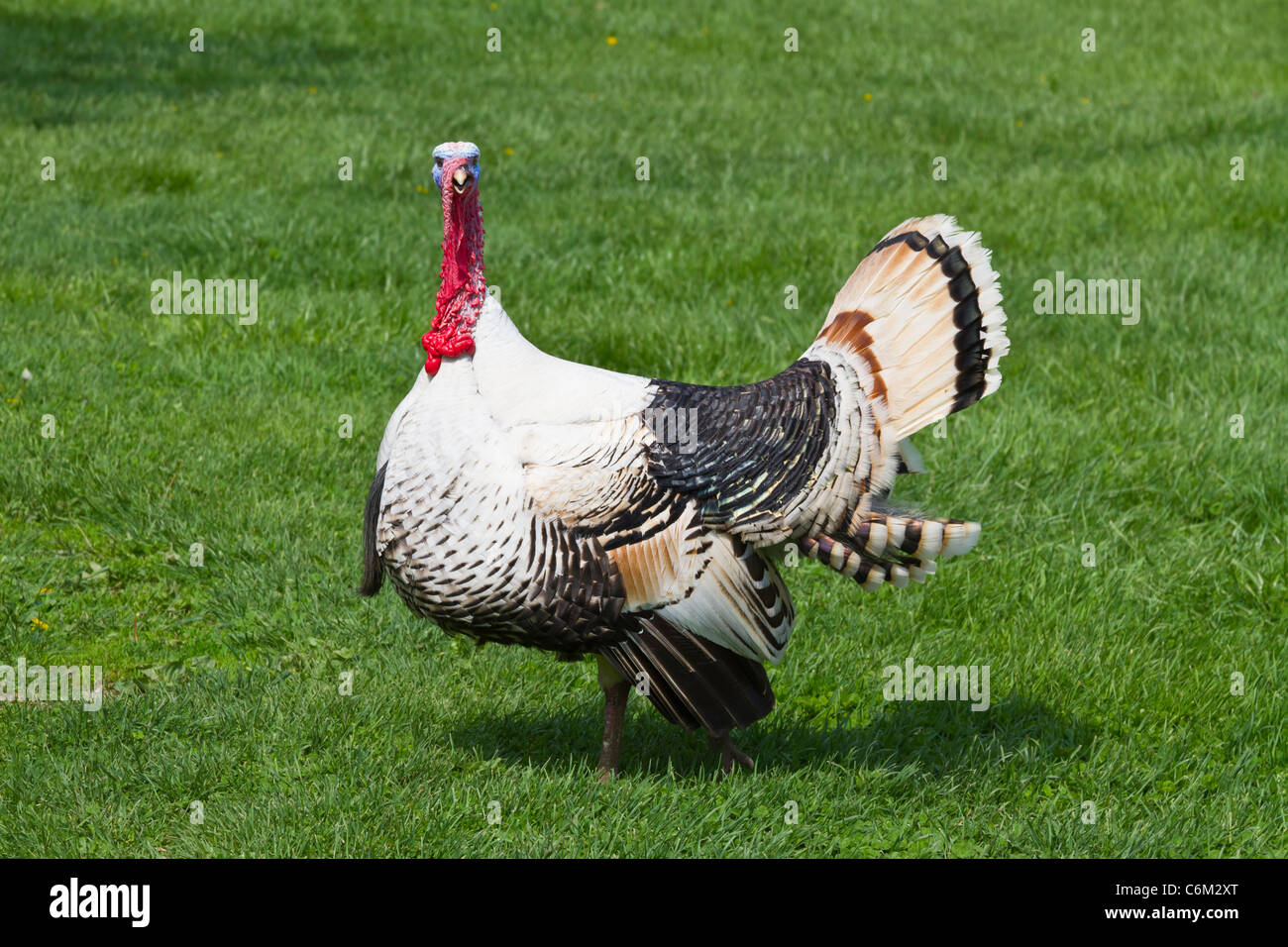 Porträt einer inländischen Türkei auf einer Weide in der Nähe von Nappanee, Indiana, USA. Stockfoto