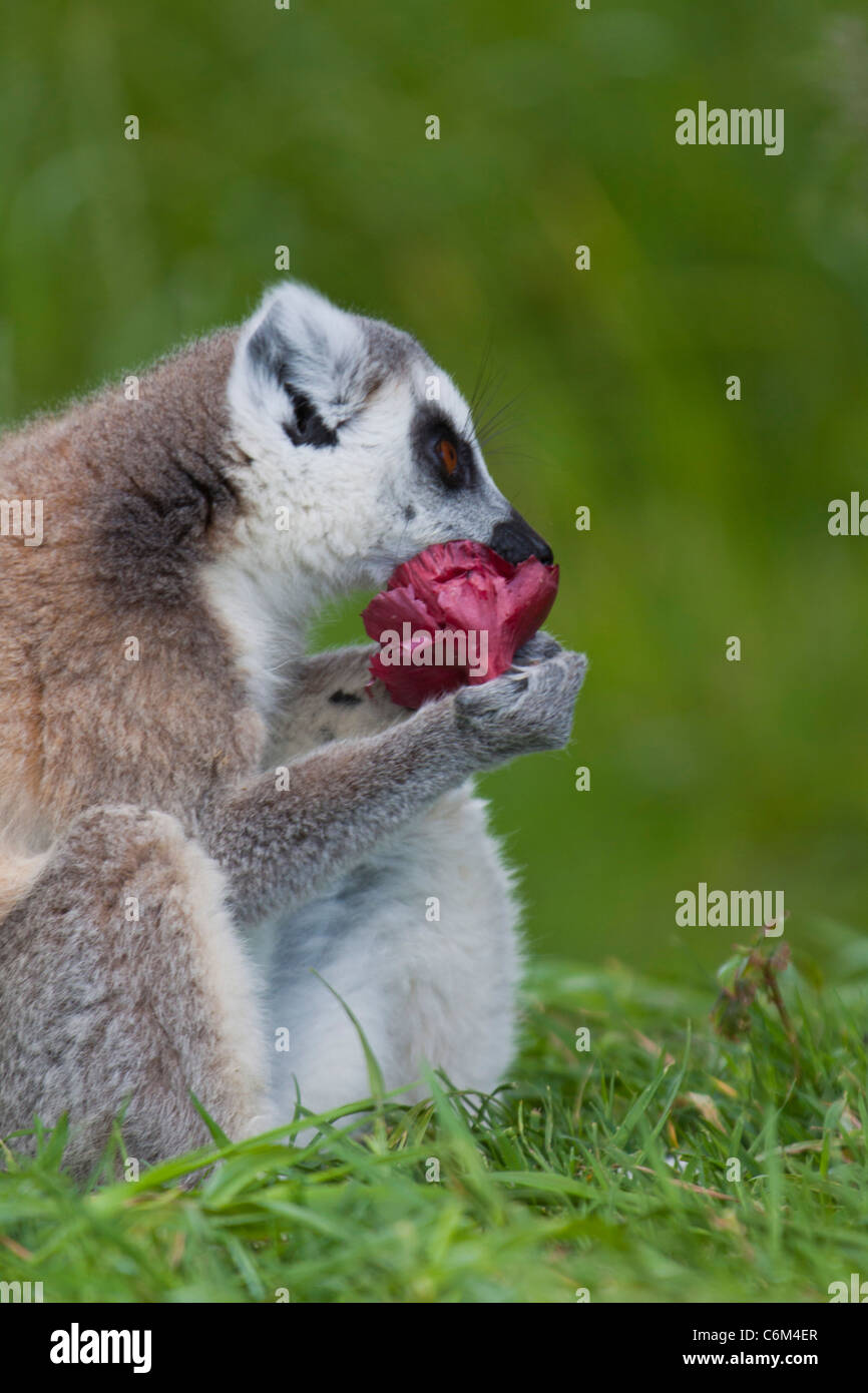 Lemuren (Lemur Catta) Essen riechen eine Blume aus Madagaskar sitzen auf dem Rasen, Sonnenbaden. 116495_ManorHouse Stockfoto