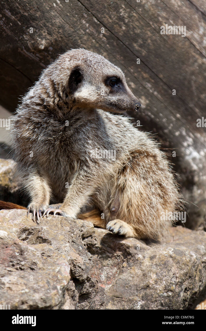 Erdmännchen oder Suricate, Suricata Suricatta auf den Hinterbeinen stehend schaut sich um Warnung auf Boden. 116539 ManorHouse Stockfoto