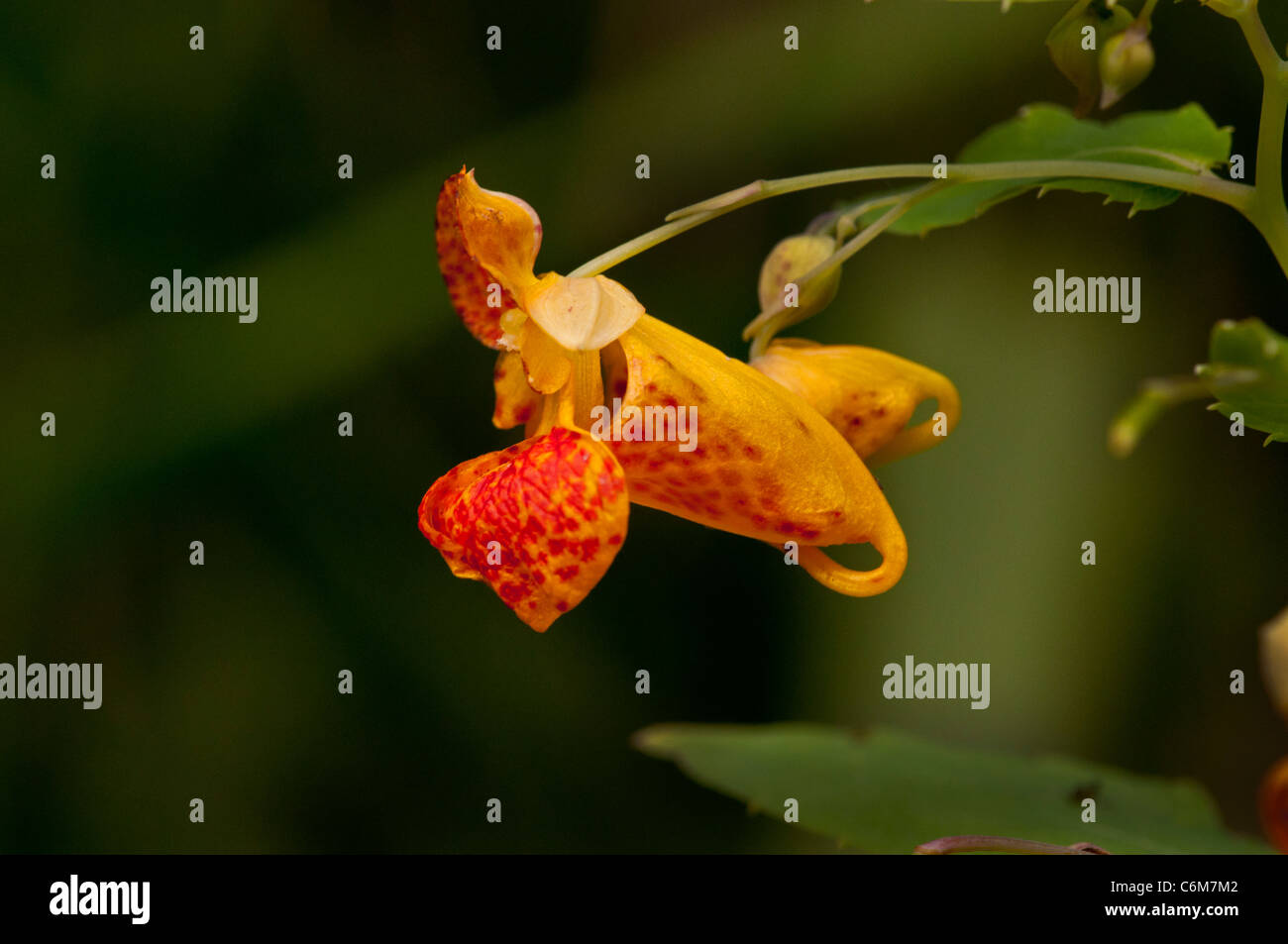 Eine Springkraut Blüte. Stockfoto