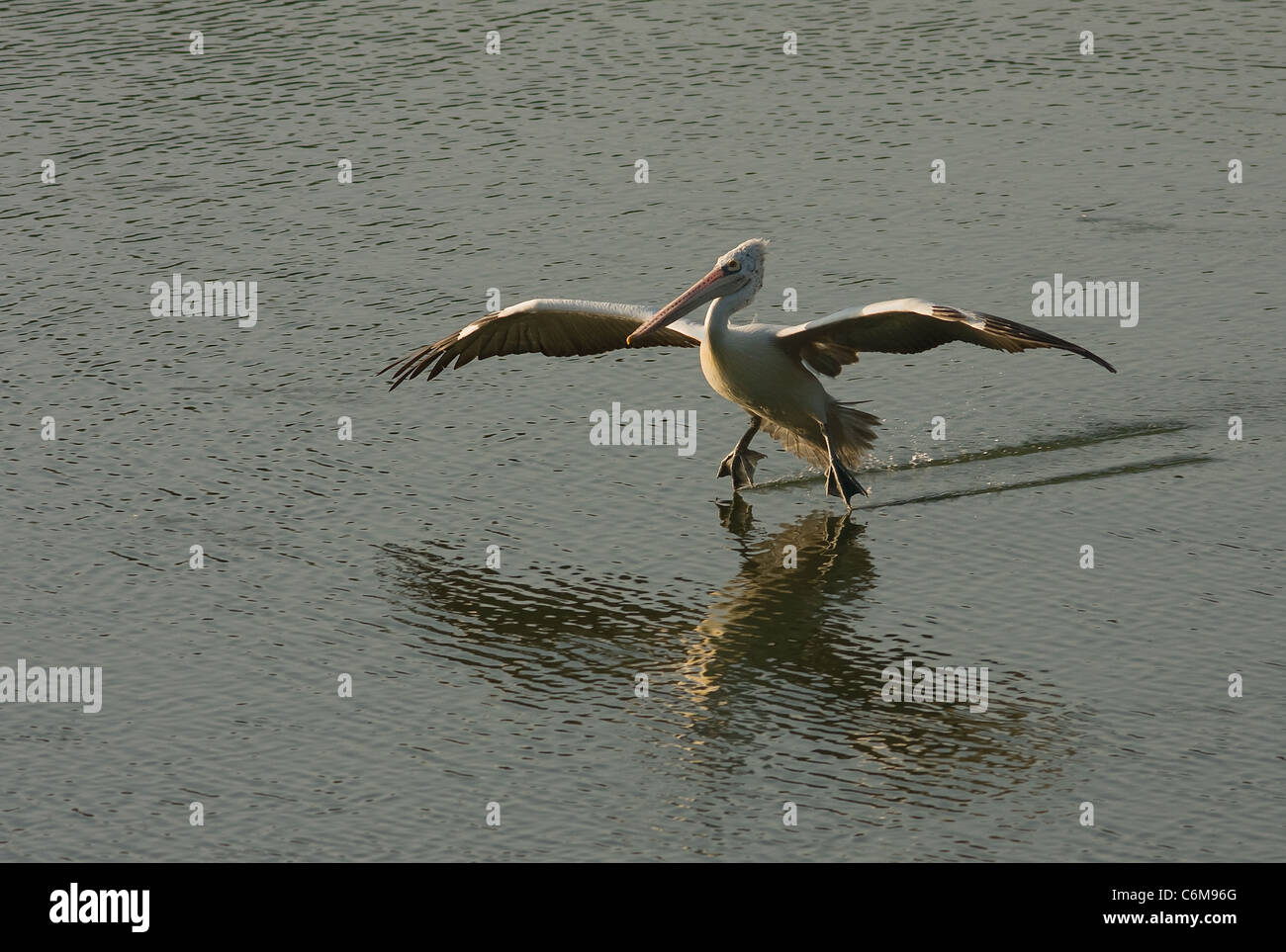 Spot-billed Pelican landing Stockfoto