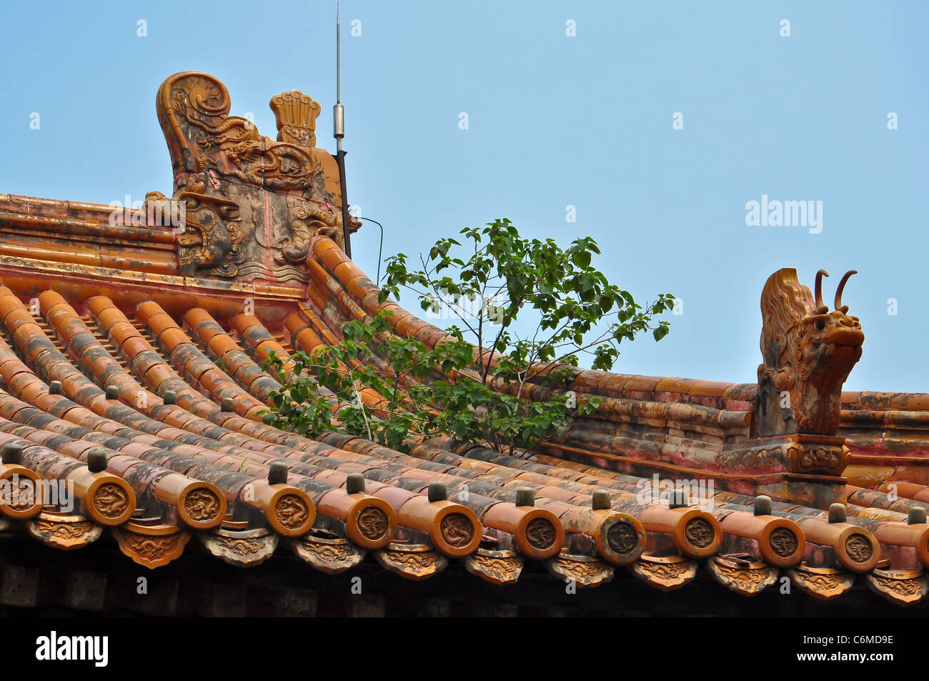 Baum wächst aus einem bunten chinesischen Dach in Peking die Verbotene Stadt Stockfoto