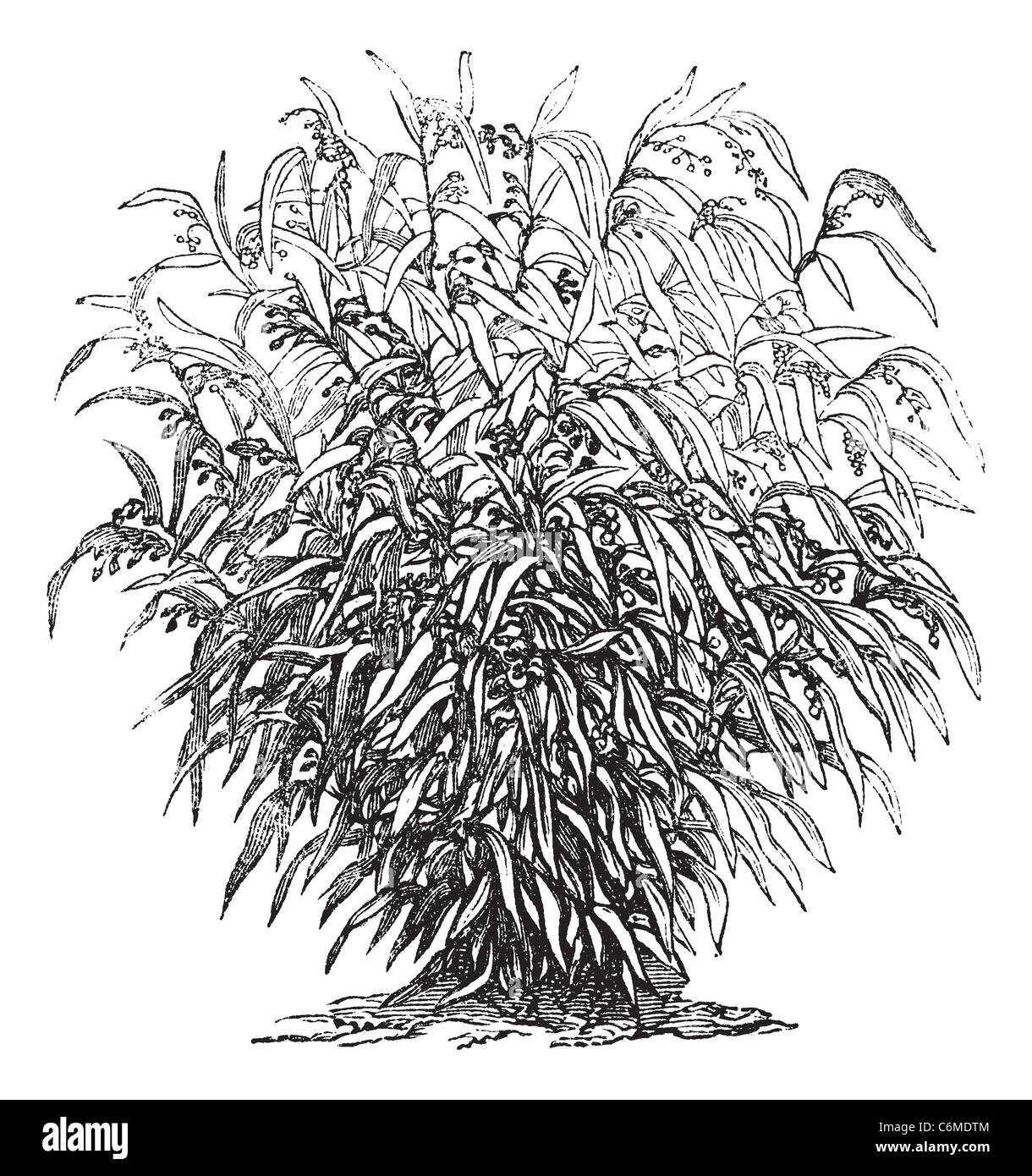 Job's-Tränen oder Coixseed oder reißen Grass oder Adlay oder Adlai Coix Lacryma-Jobi, Vintage-Gravur. Alten graviert Abbildung von Jo Stockfoto