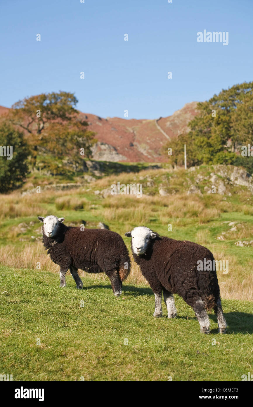 Zwei Herdwick Schafe grasen auf einem Hügel in Langdale, Lake District, Cumbria, UK Stockfoto