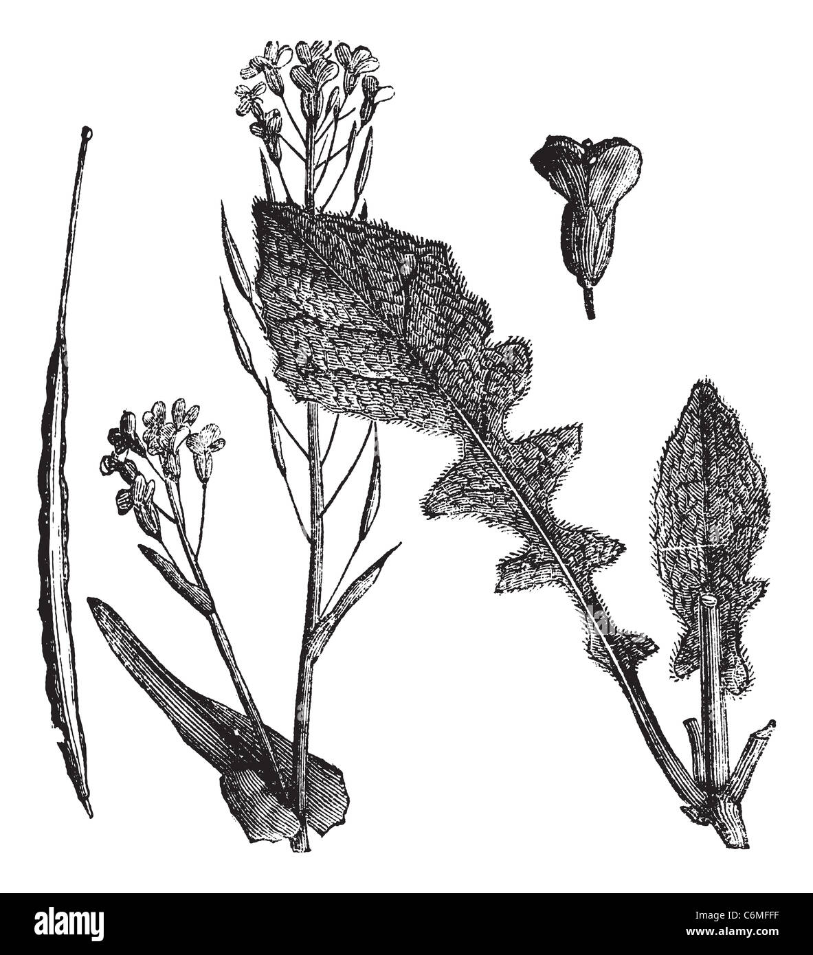 Brassica Campestris Esculenta, Vintage, Brassica Rapa oder Rübe Senf oder Feld Senf-Gravur. Alten gravierten Abbildung Stockfoto