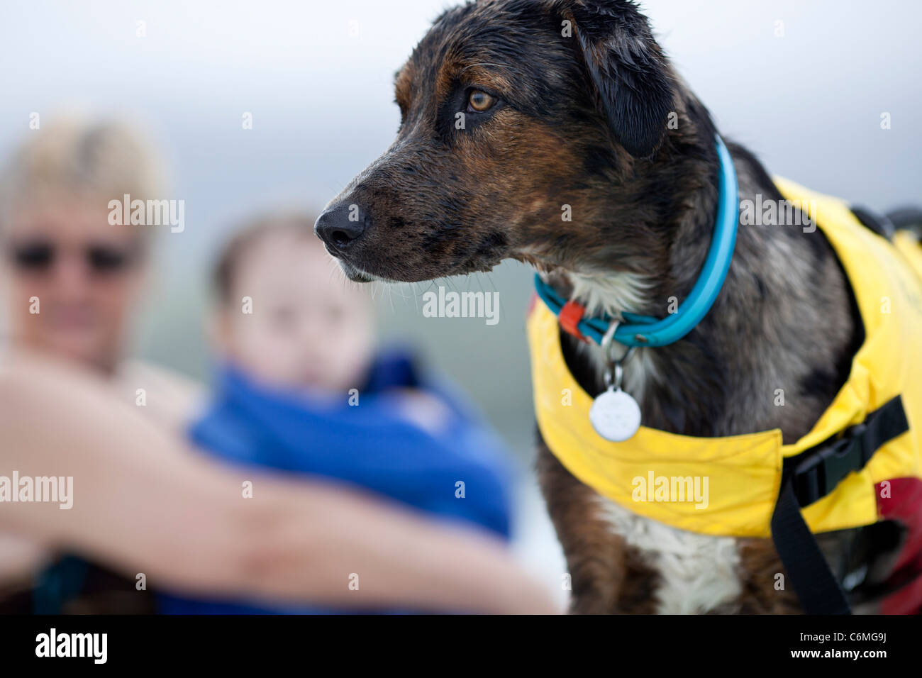 Hund auf Boot mit Schwimmweste. Stockfoto