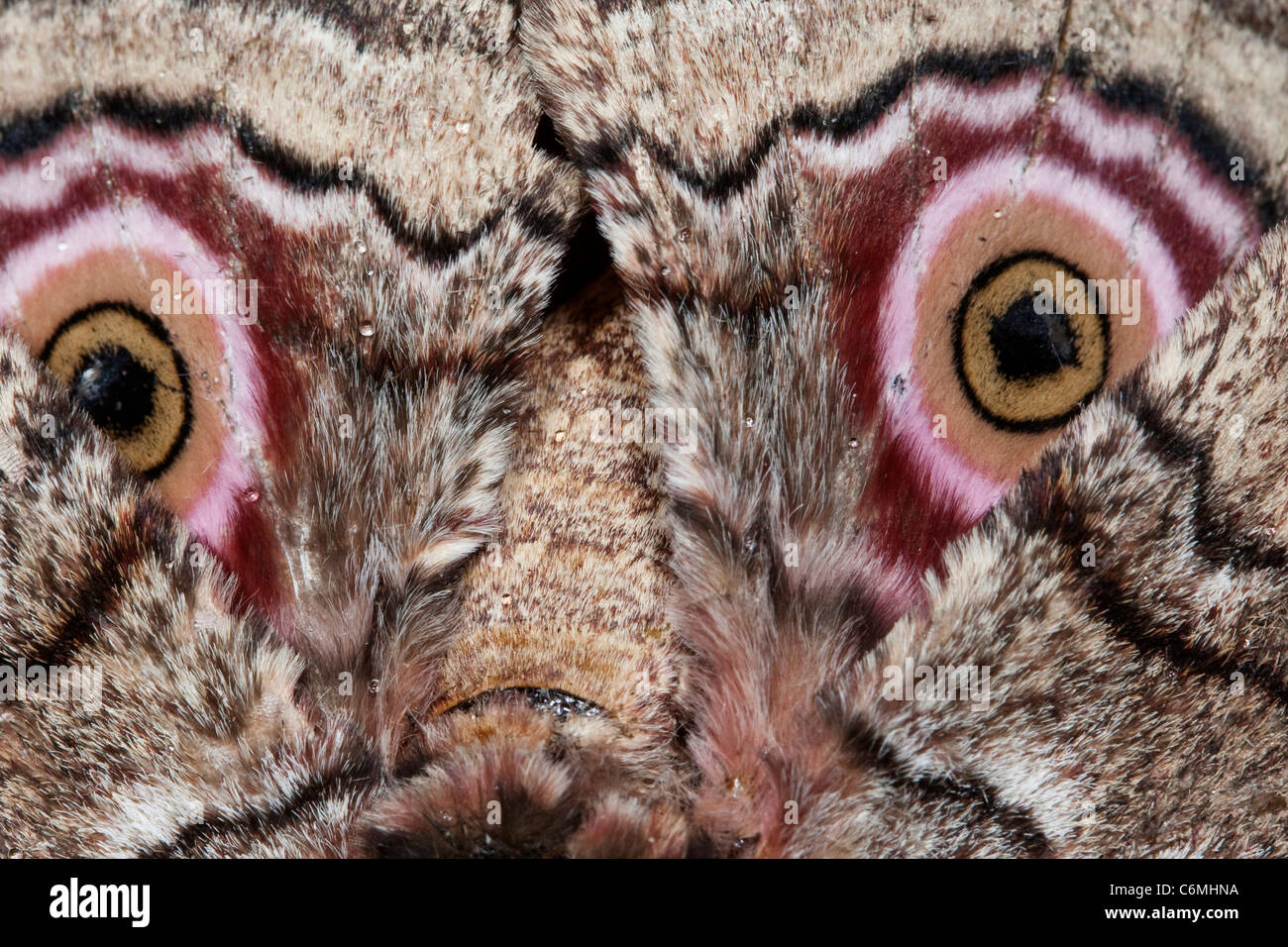 Eine Nahaufnahme von den falschen Augen ein Kaiser-Motte Flügel Stockfoto