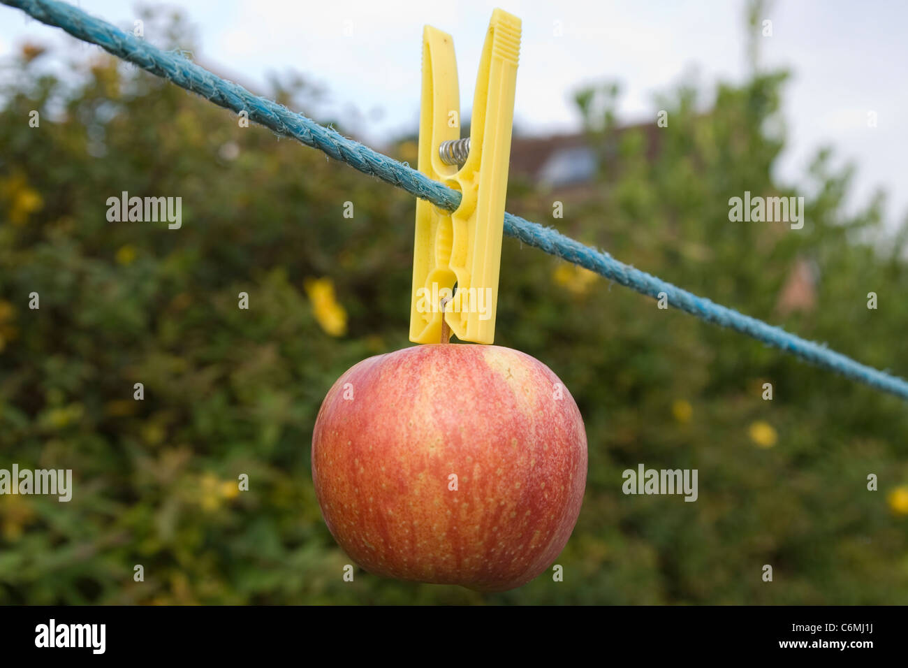 Roter Apfel essen Stockfoto