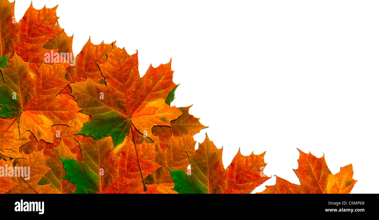 Ahornblätter im Herbst Verlaufsfarben Stockfoto