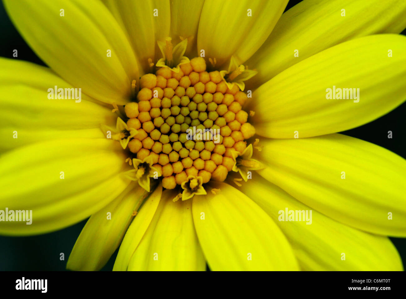 Nahaufnahme von gelben Daisy Blume Stockfoto