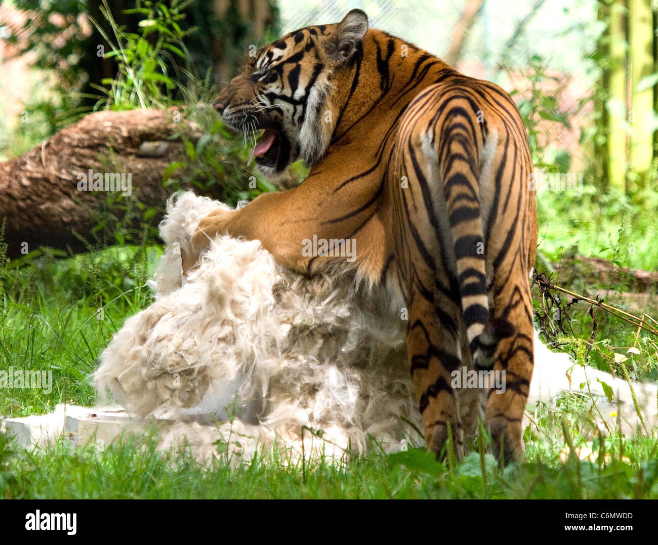 Zoo-Feeds Alpaka zu Tigern Keepers in Paignton Zoo in Devon, England gefüttert wurden ein Alpaka für ihre Tiger- aber es Wasnâ€™ t ein Stockfoto