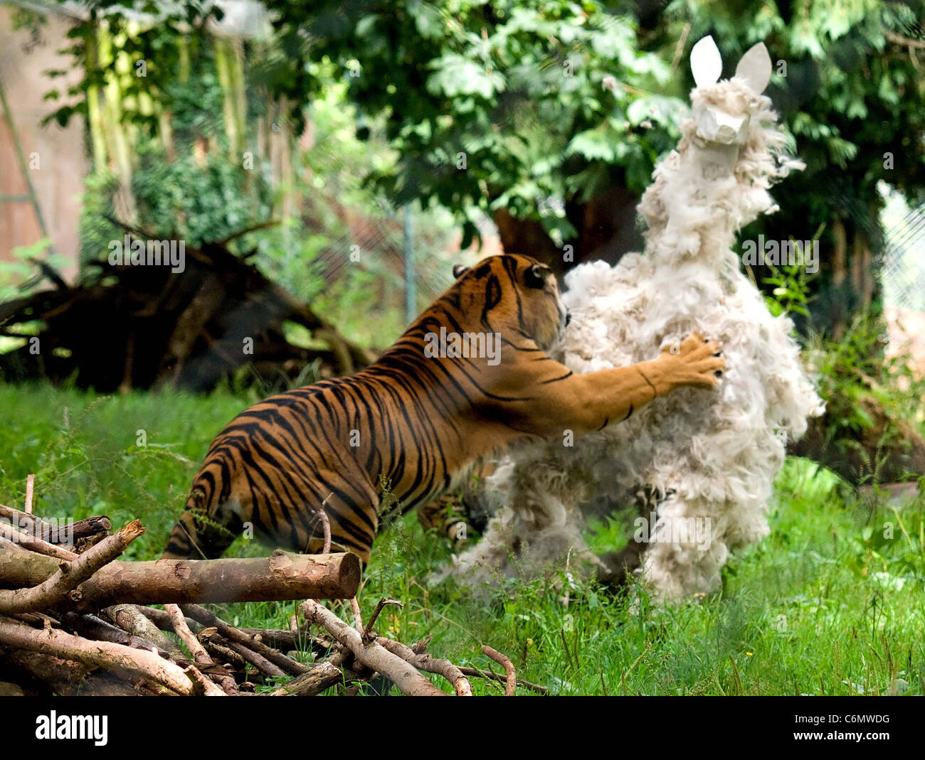 Zoo-Feeds Alpaka zu Tigern Keepers in Paignton Zoo in Devon, England gefüttert wurden ein Alpaka für ihre Tiger- aber es Wasnâ€™ t ein Stockfoto