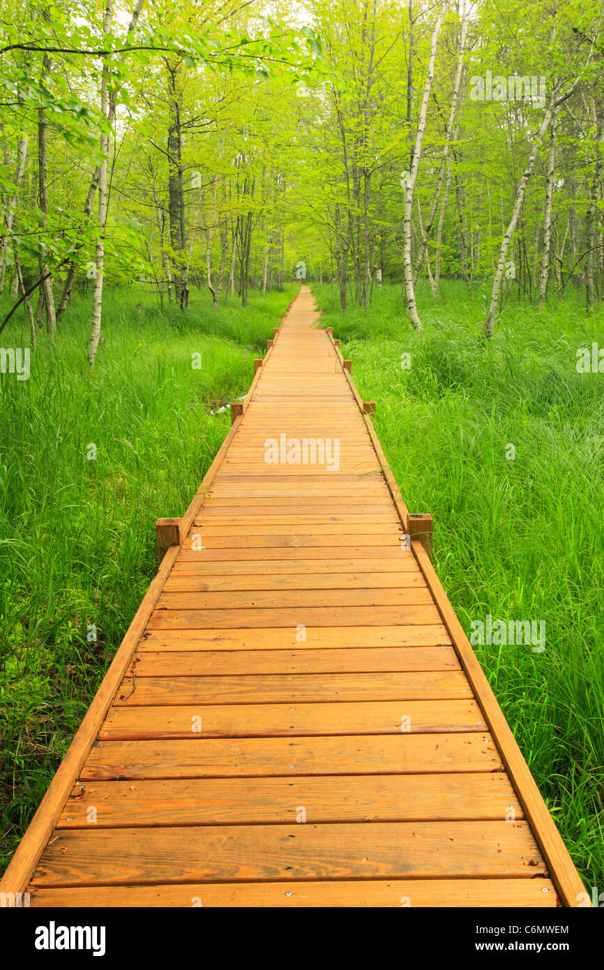 Jessup Trail, Wild Gärten von Acadia, Acadia National Park, Maine, USA Stockfoto